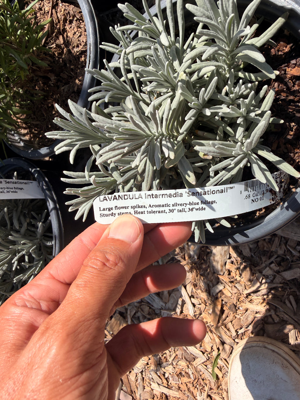 Lavender intermedia 'Sensational!™'