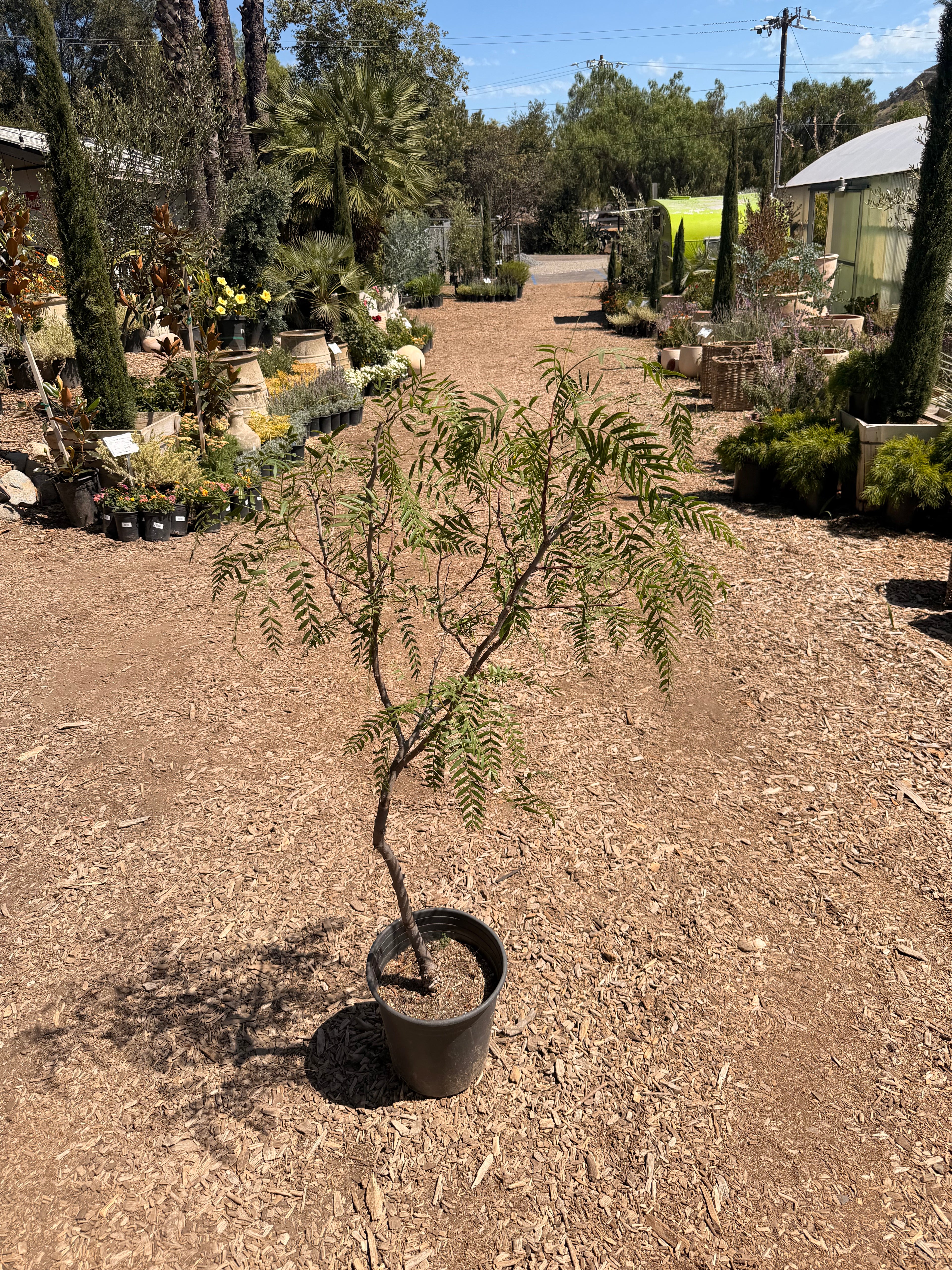 California Peppertree Schinus Molle (5 Gallon)
