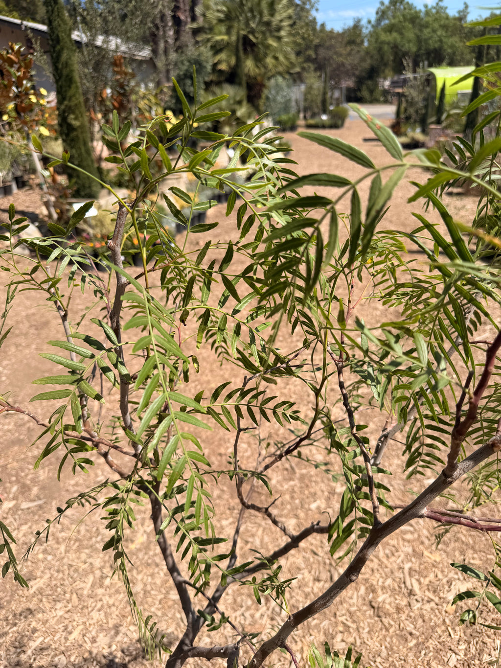 California Peppertree Schinus Molle (5 Gallon)