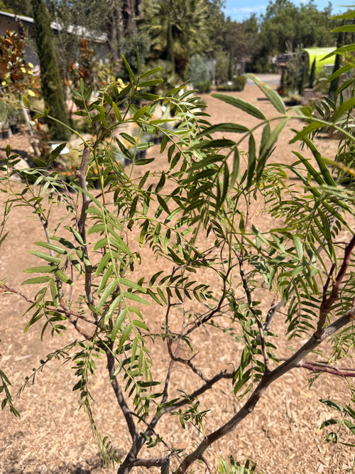 California Peppertree Schinus Molle (5 Gallon)
