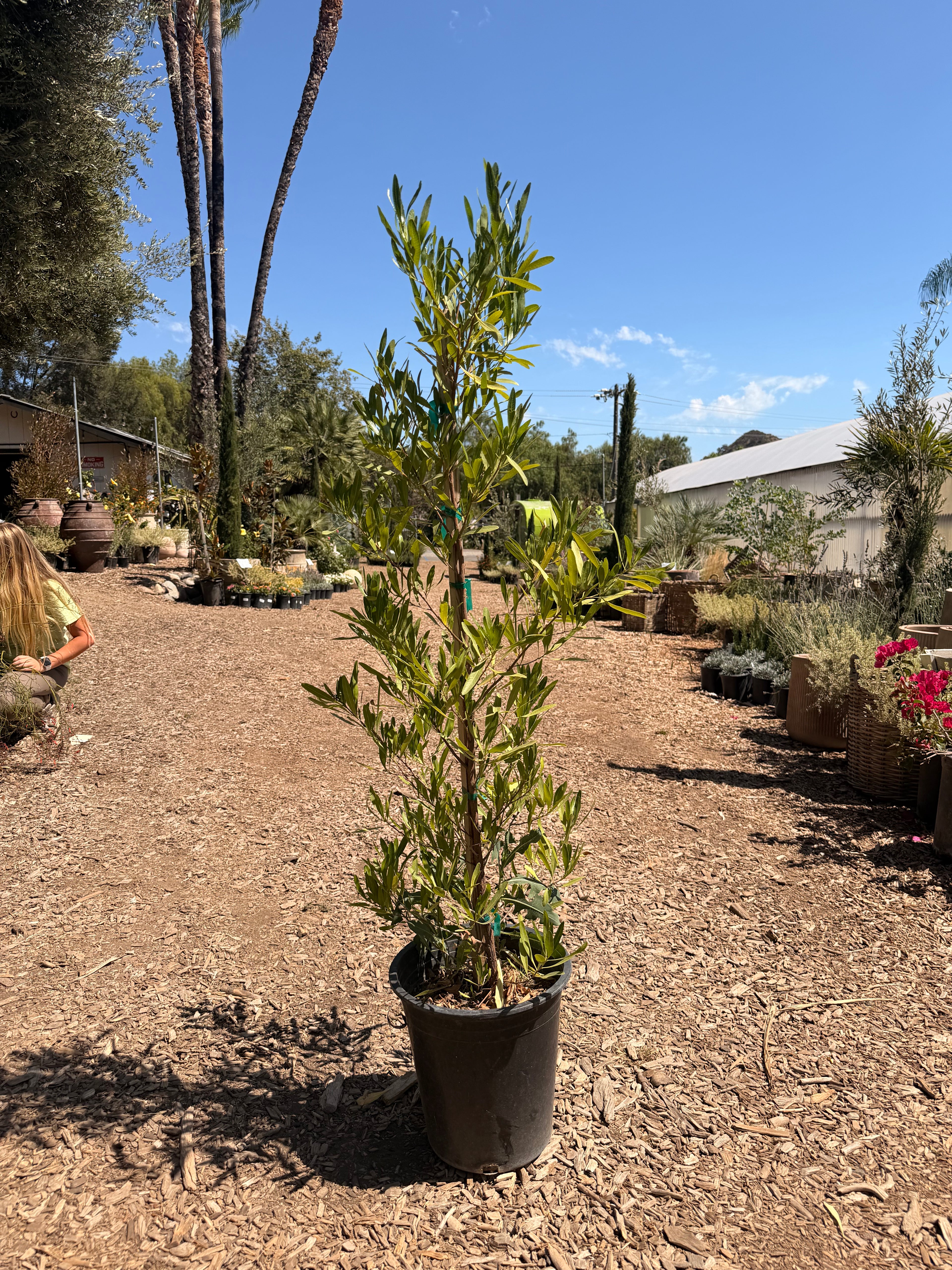Green Hopseed Bush (Dodonaea viscosa) 5 Gallon