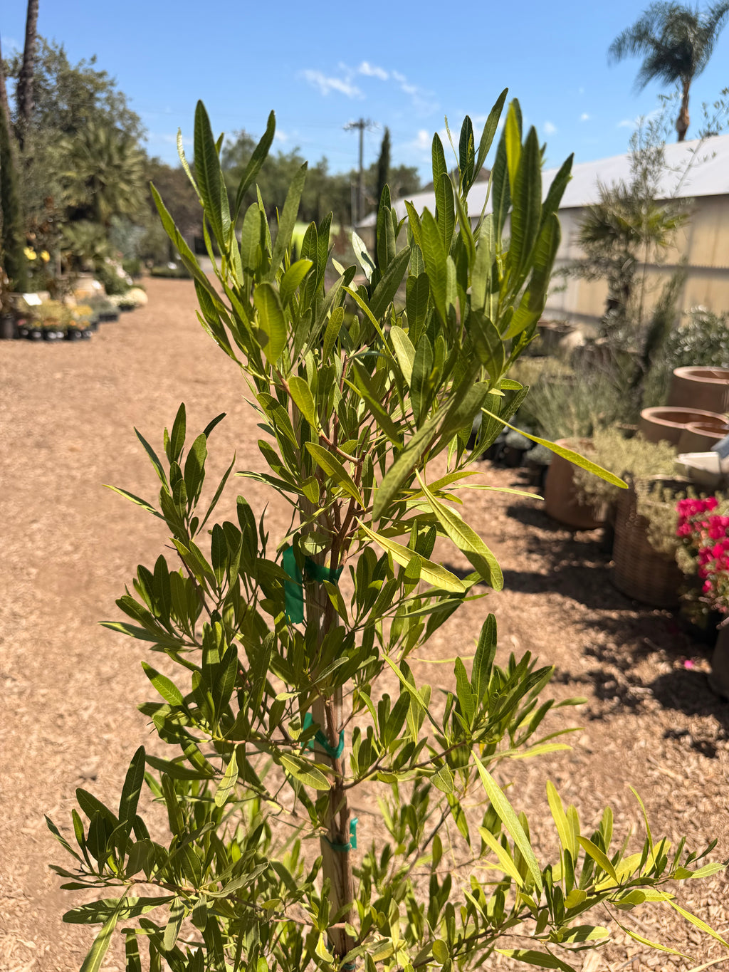 Green Hopseed Bush (Dodonaea viscosa) 5 Gallon