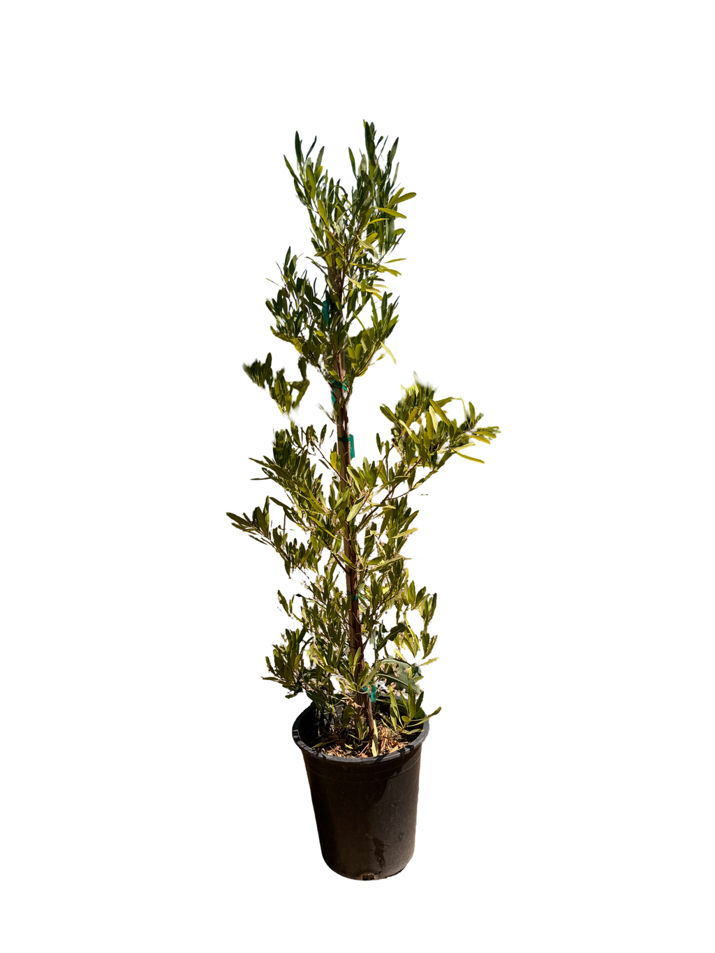 Green Hopseed Bush (Dodonaea viscosa) 5 Gallon