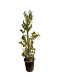 Green Hopseed Bush (Dodonaea viscosa) 5 Gallon