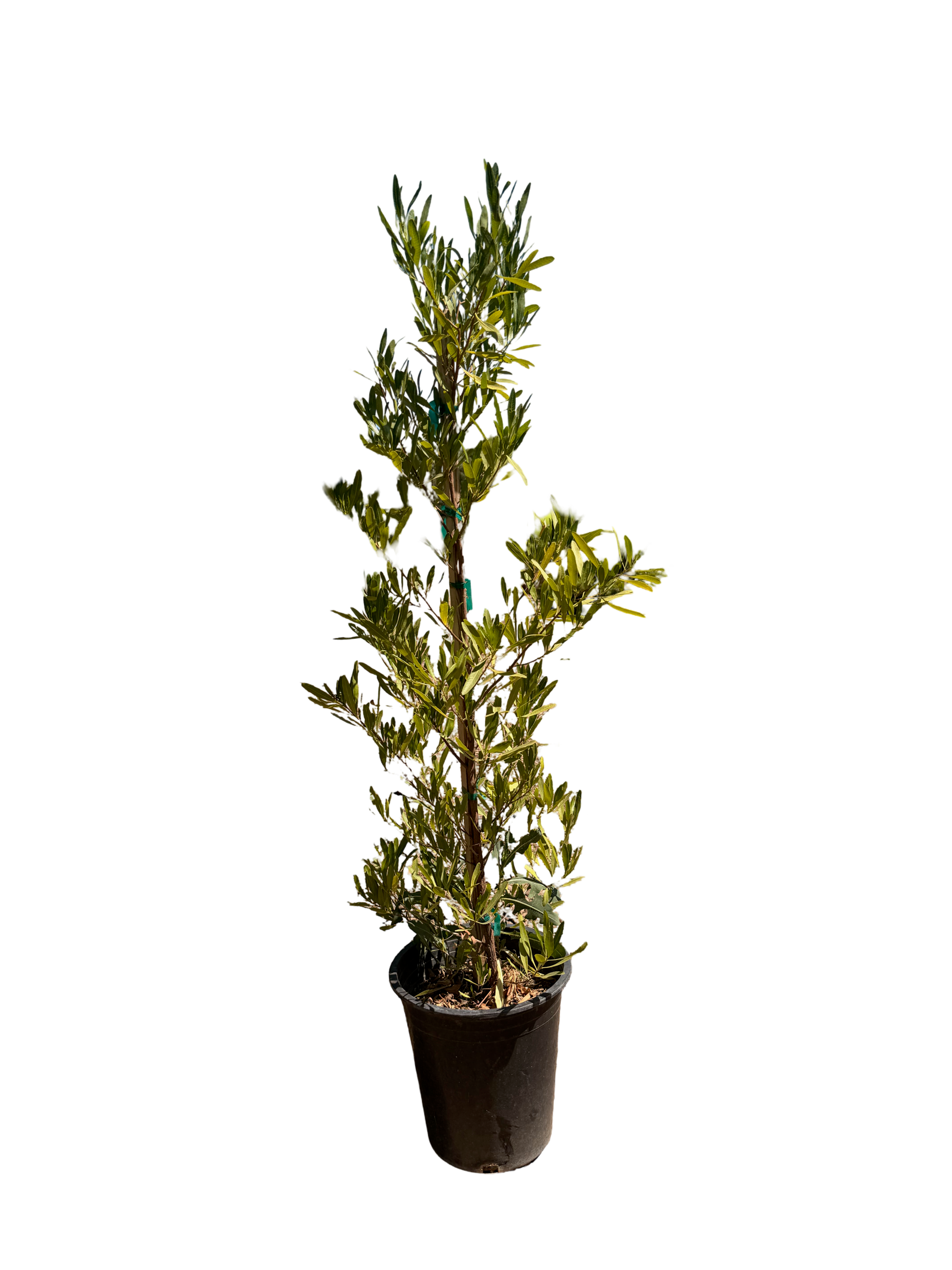 Green Hopseed Bush (Dodonaea viscosa) 5 Gallon