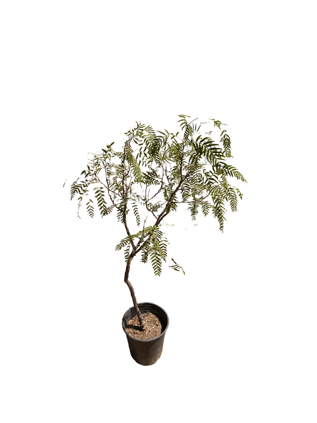 California Peppertree Schinus Molle (5 Gallon)