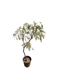California Peppertree Schinus Molle (5 Gallon)