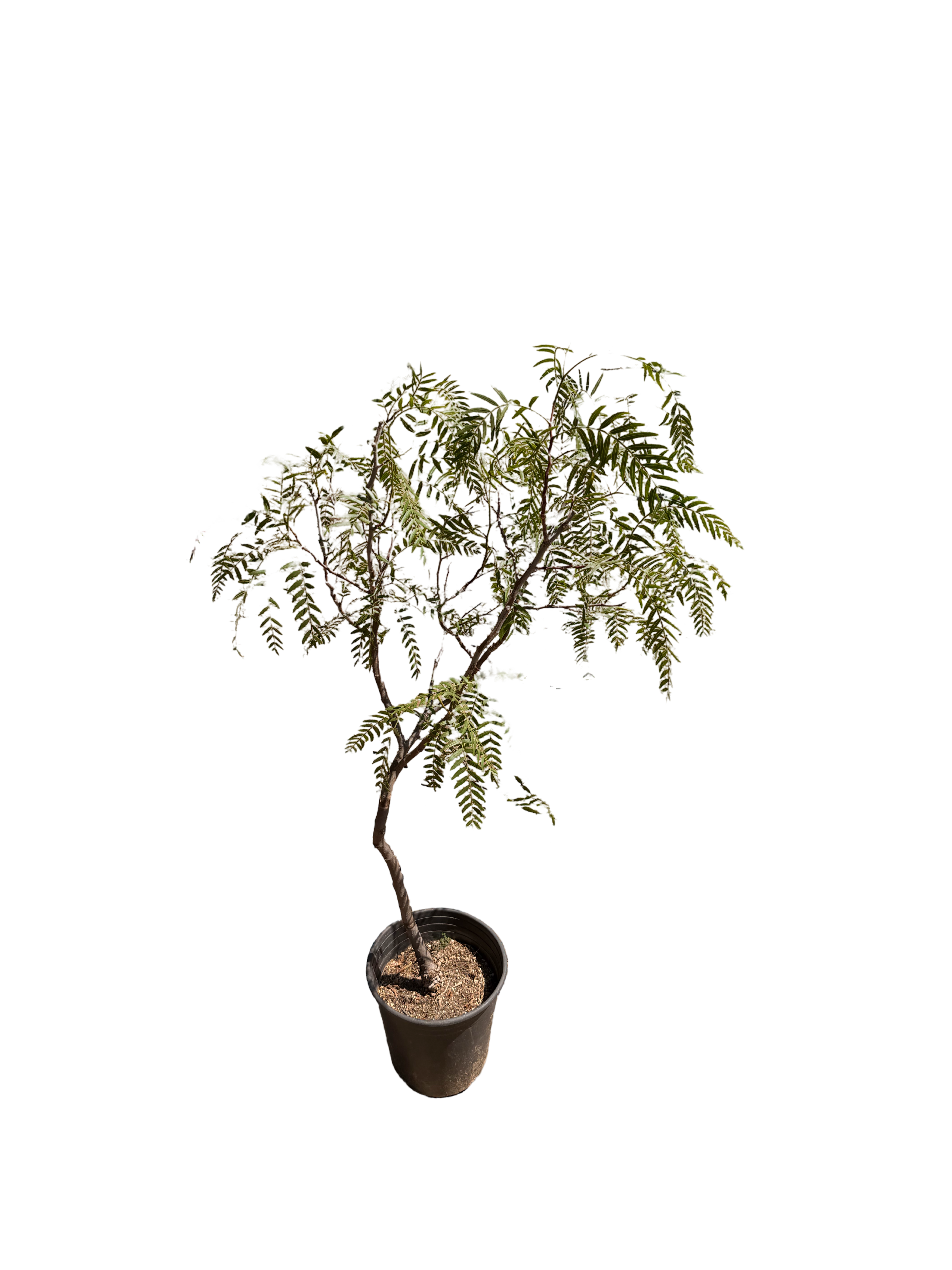 California Peppertree Schinus Molle (5 Gallon)