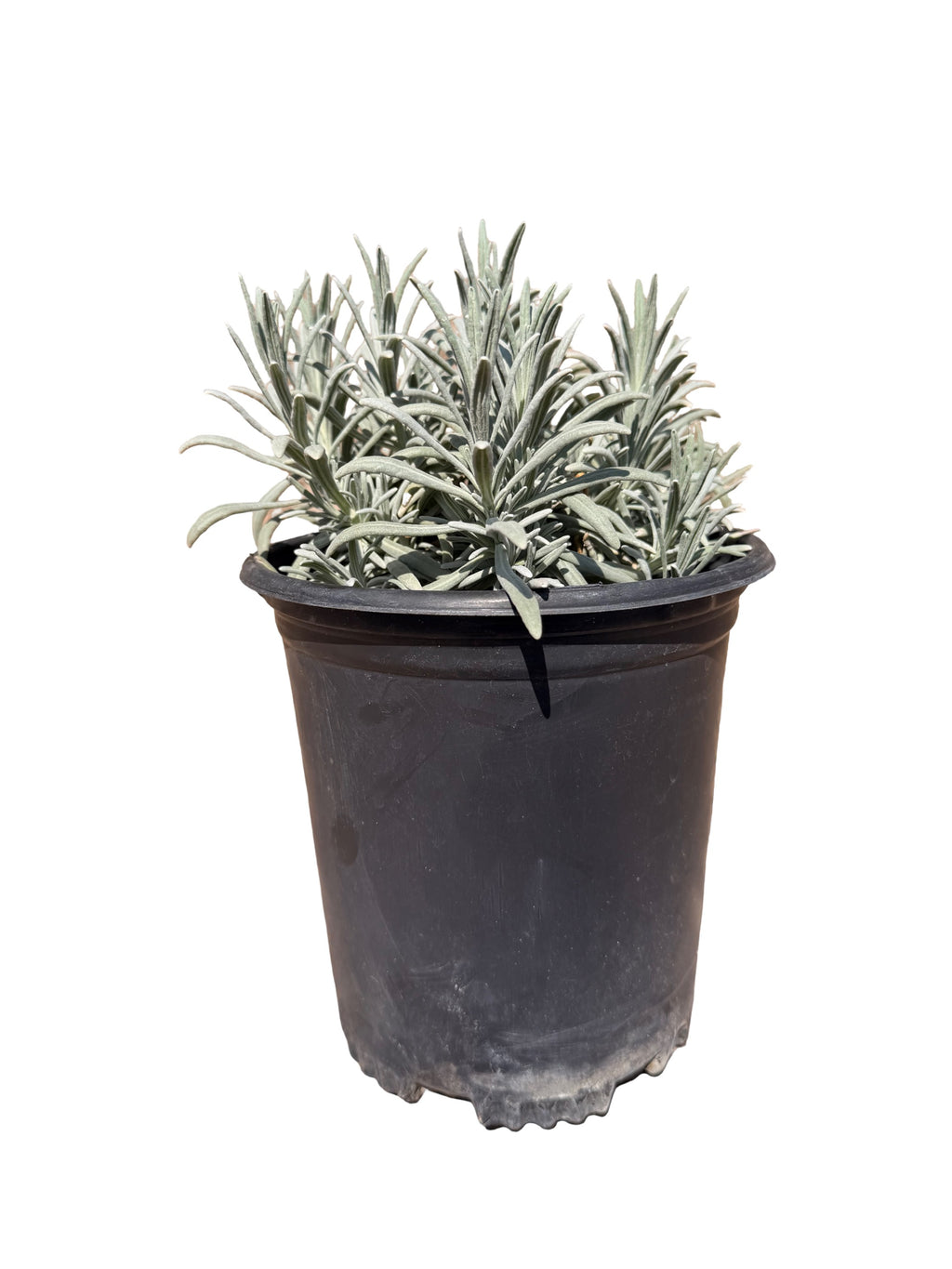 Lavender intermedia 'Sensational!™'