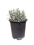 Lavender intermedia 'Sensational!™'