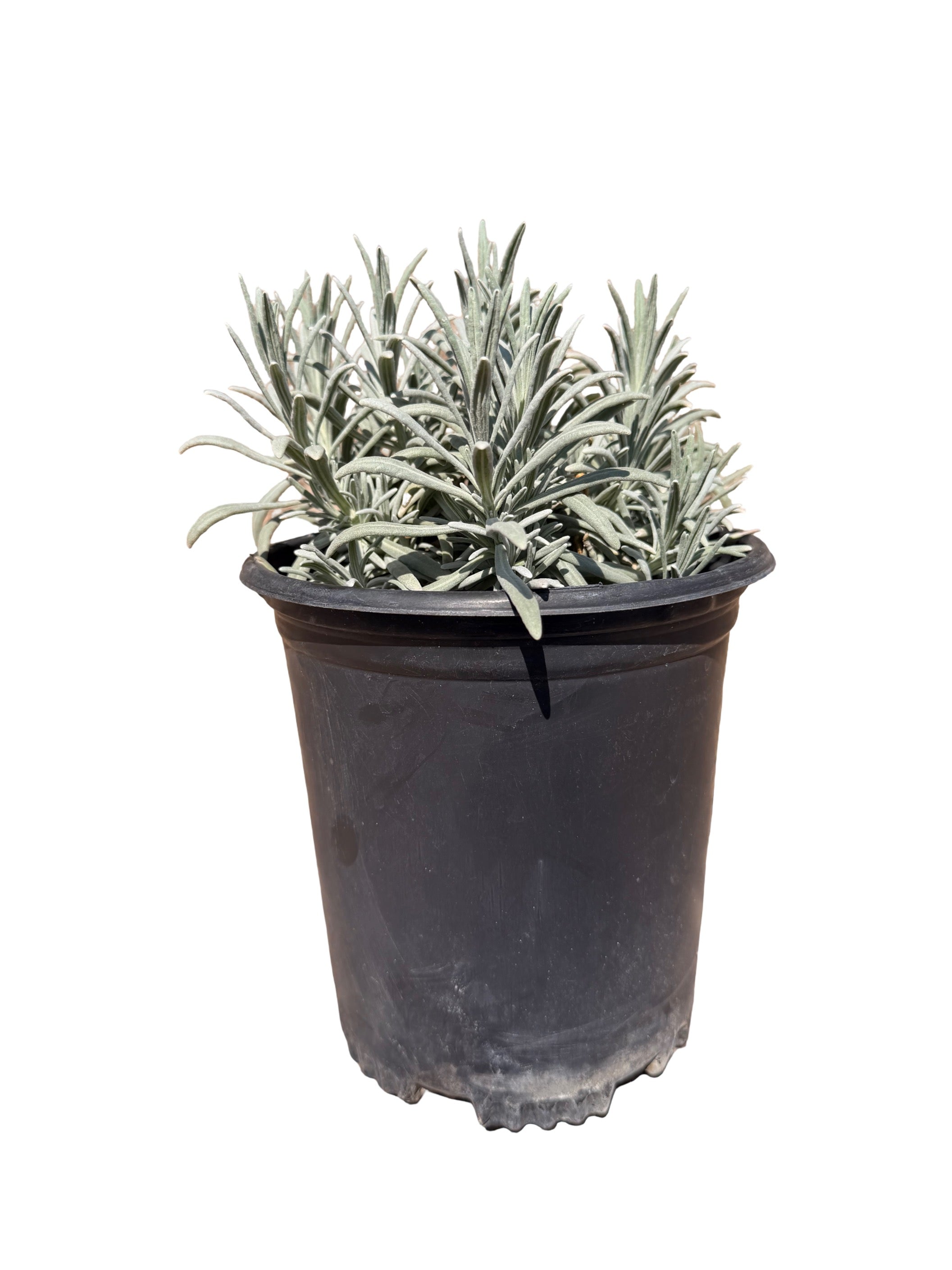 Lavender intermedia 'Sensational!™'