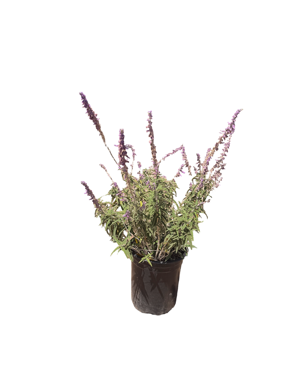Salvia leucantha ‘Santa Barbara’ (1 & 5 Gallon)