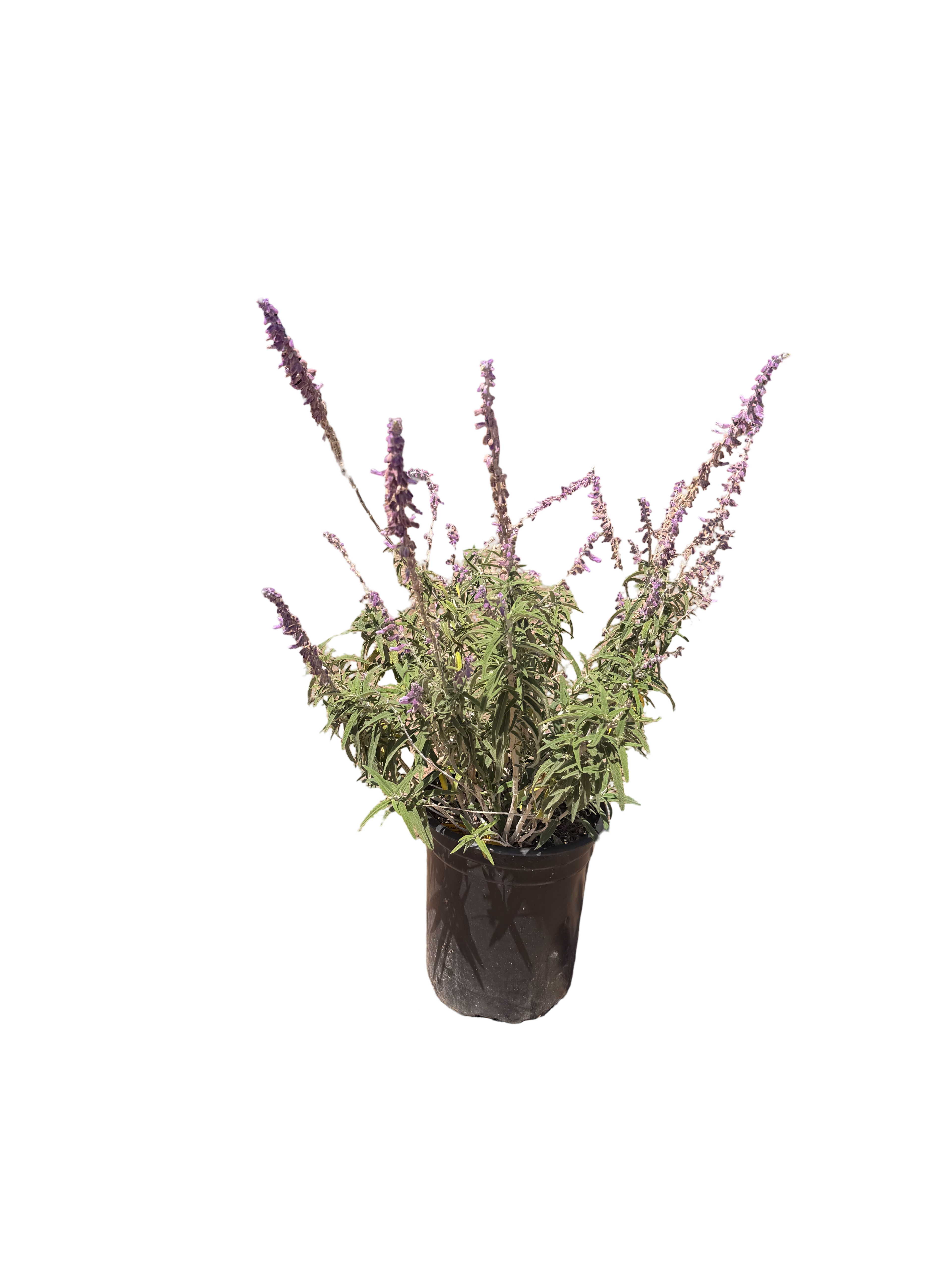 Salvia leucantha ‘Santa Barbara’ (1 & 5 Gallon)