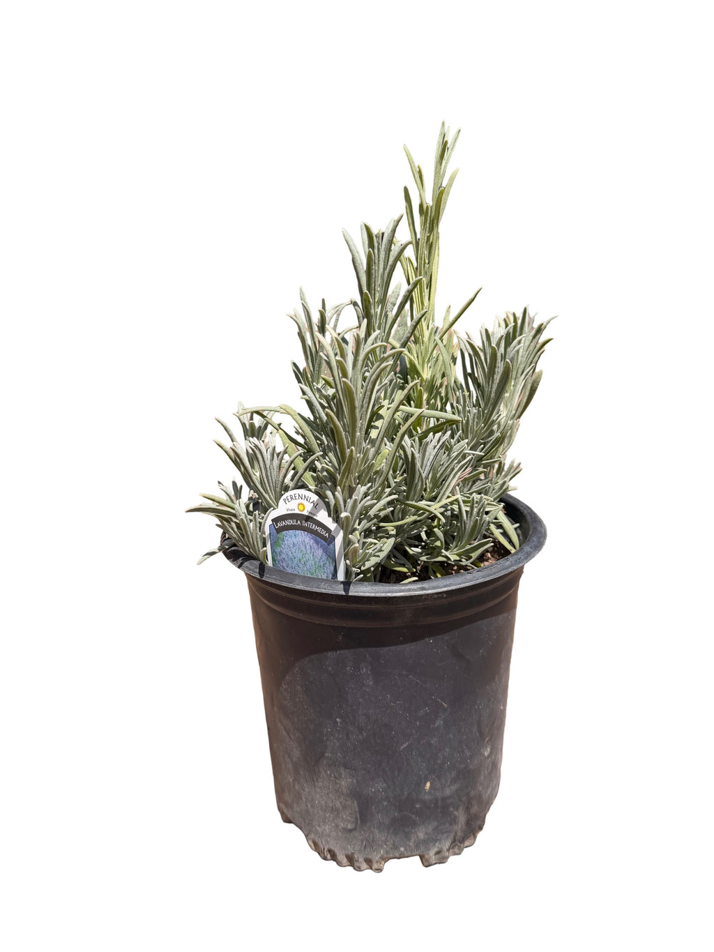 Lavender intermedia 'Provence'