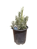Lavender intermedia 'Provence'