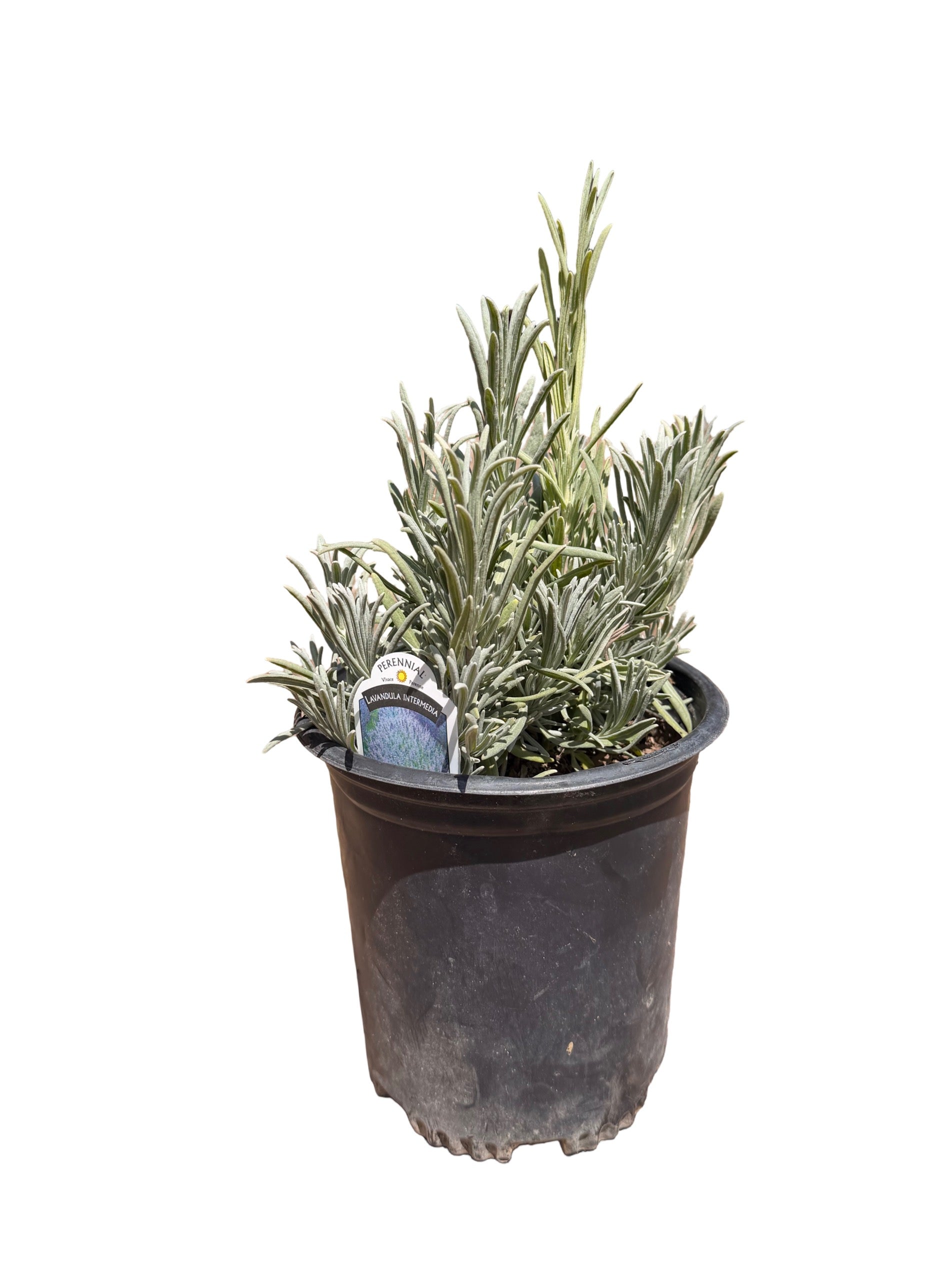 Lavender intermedia 'Provence'