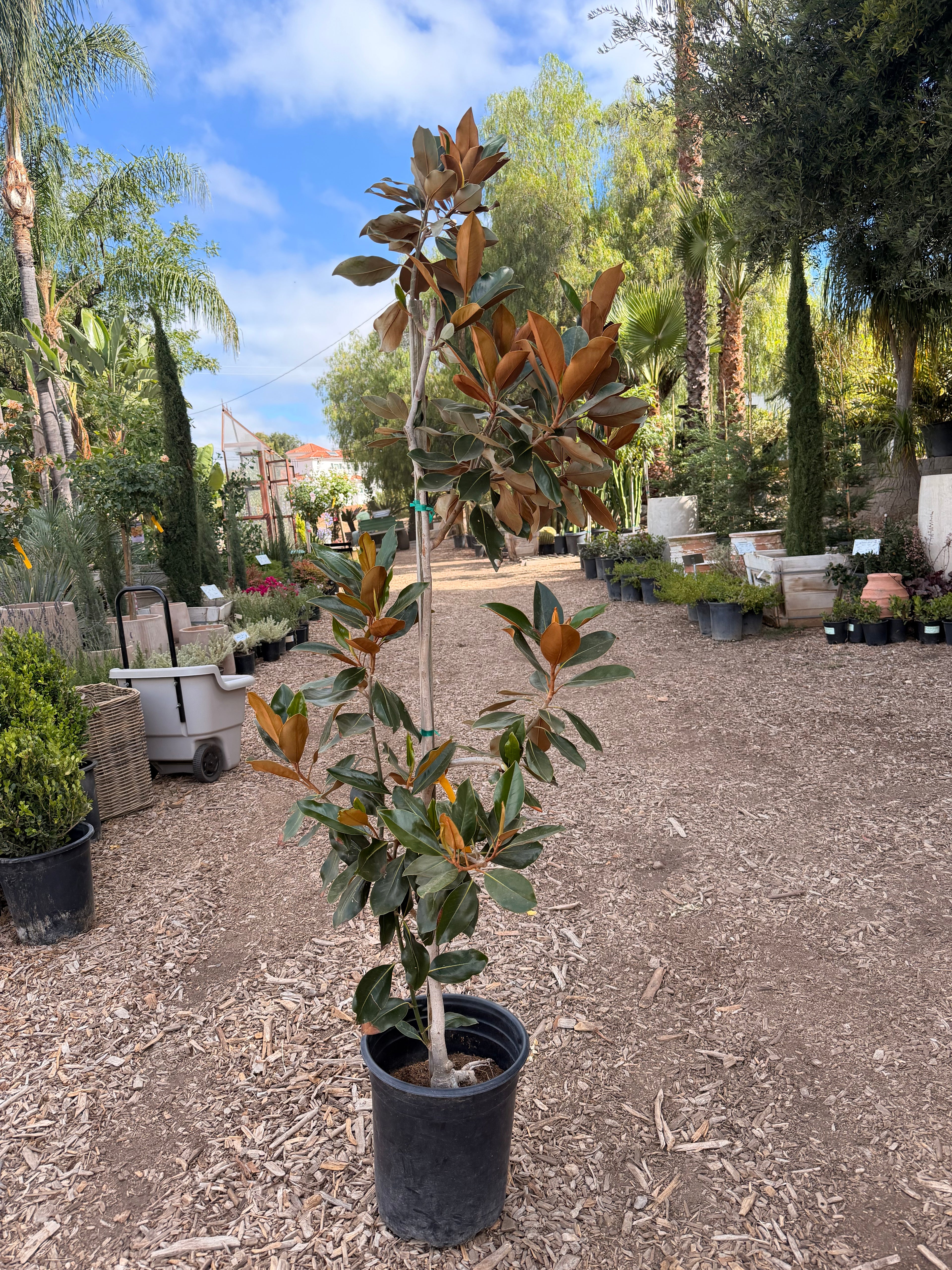 Magnolia grandiflora 'Little Gem'