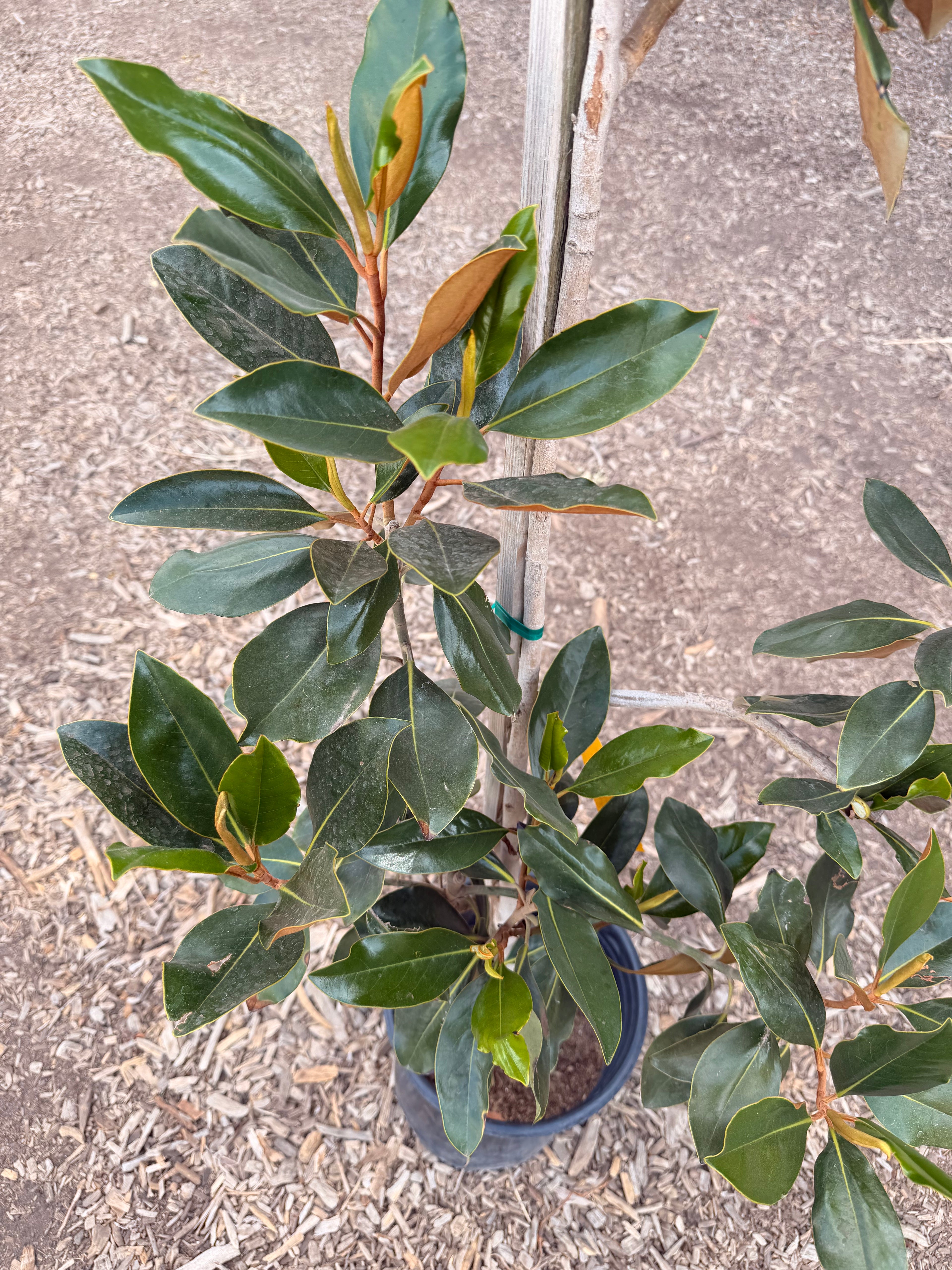 Magnolia grandiflora 'Little Gem'