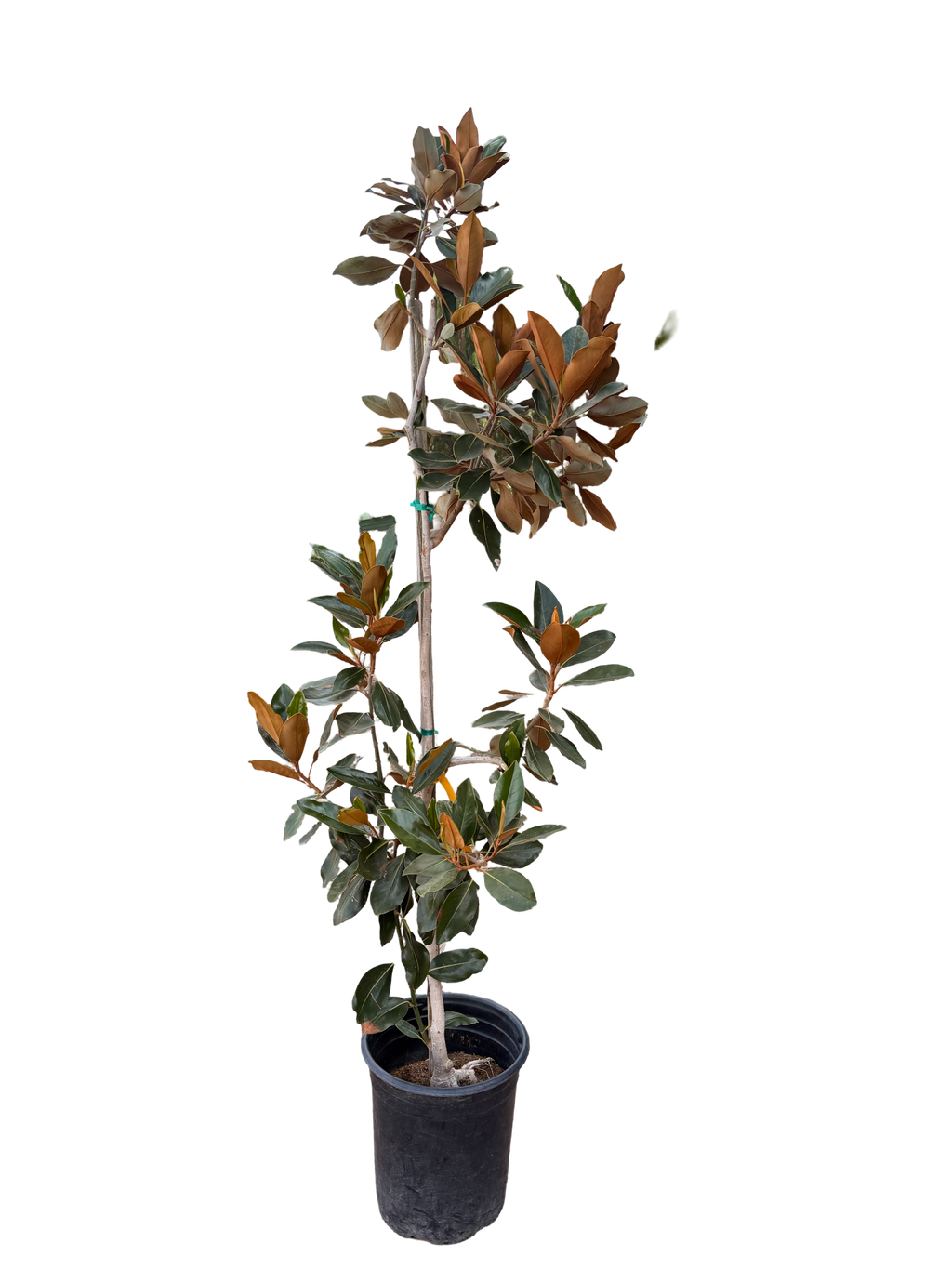 Magnolia grandiflora 'Little Gem'