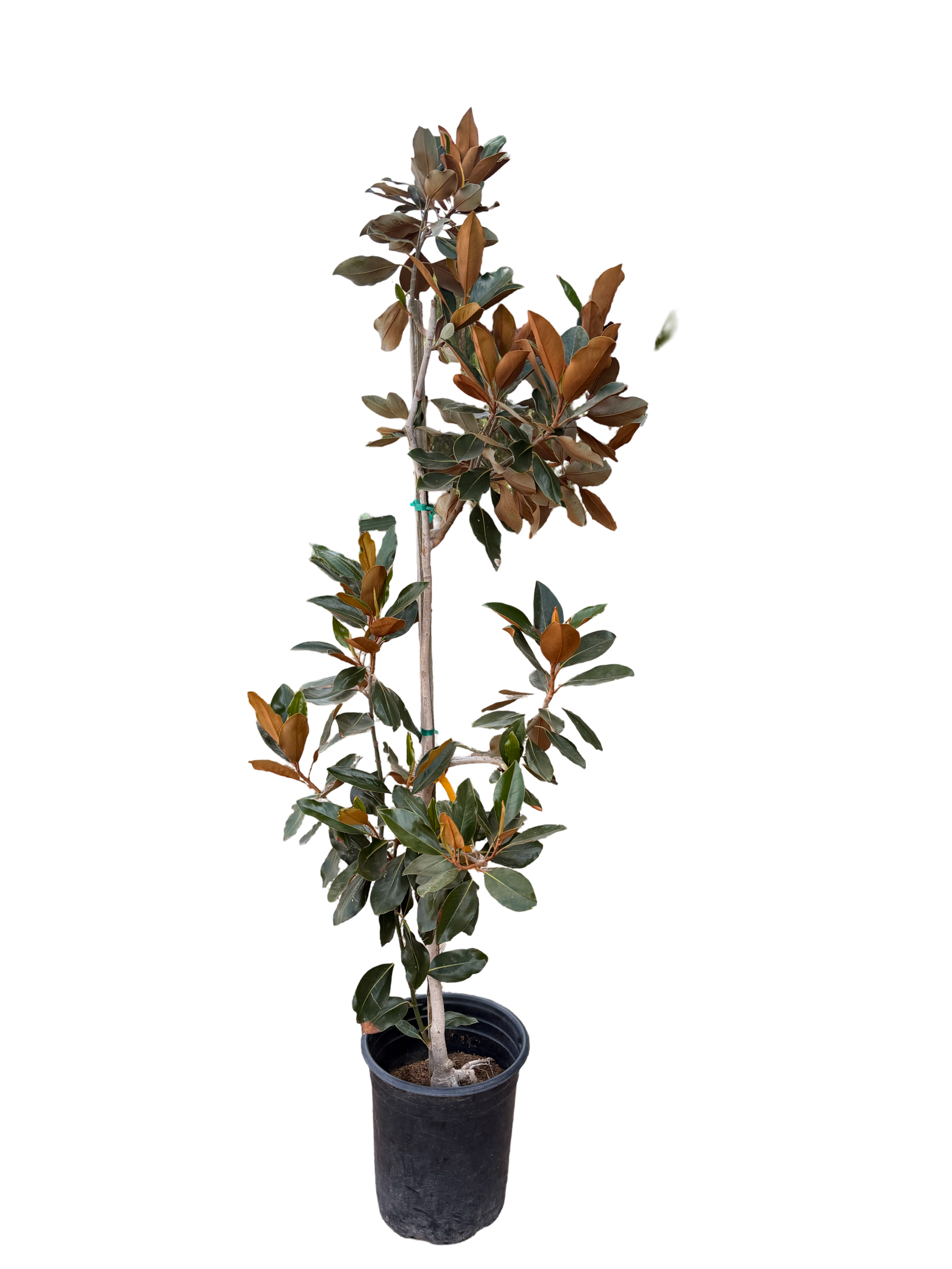 Magnolia grandiflora 'Little Gem'