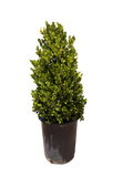 Boxwood Cone 'Winter Gem' (5 Gallon)
