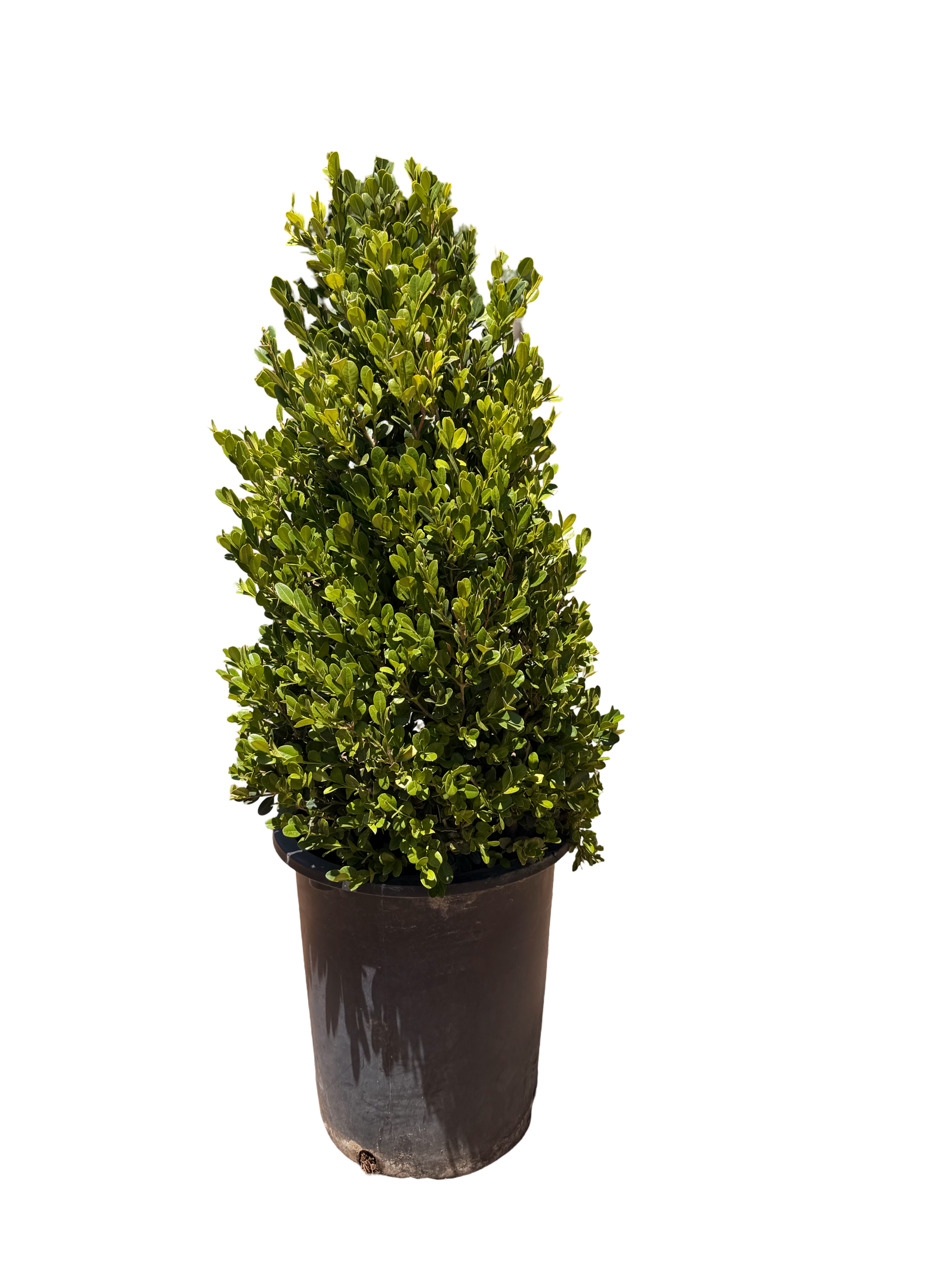 Boxwood Cone 'Winter Gem' (5 Gallon)