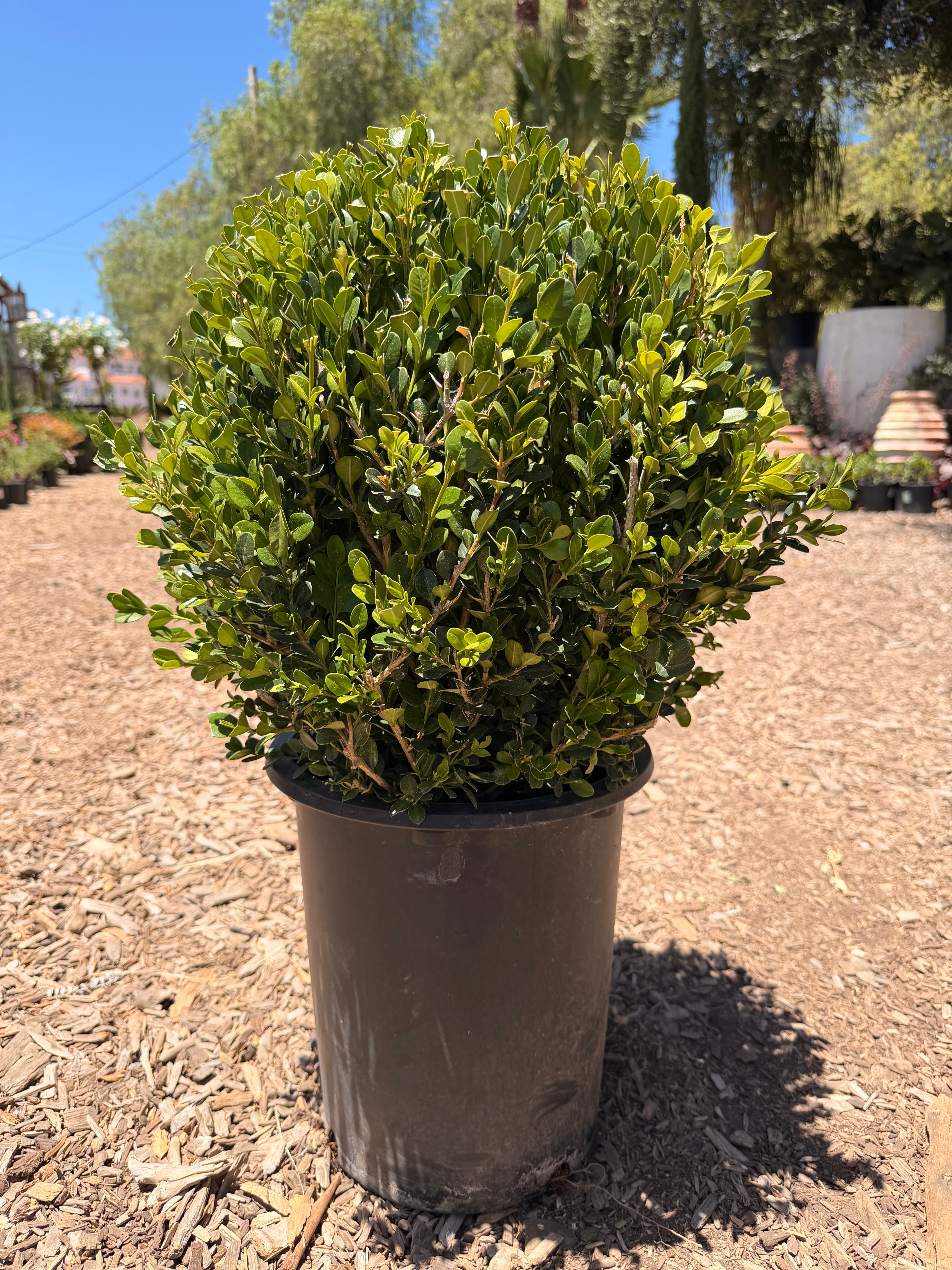 Boxwood Globe 'Winter Gem' (5 Gallon)