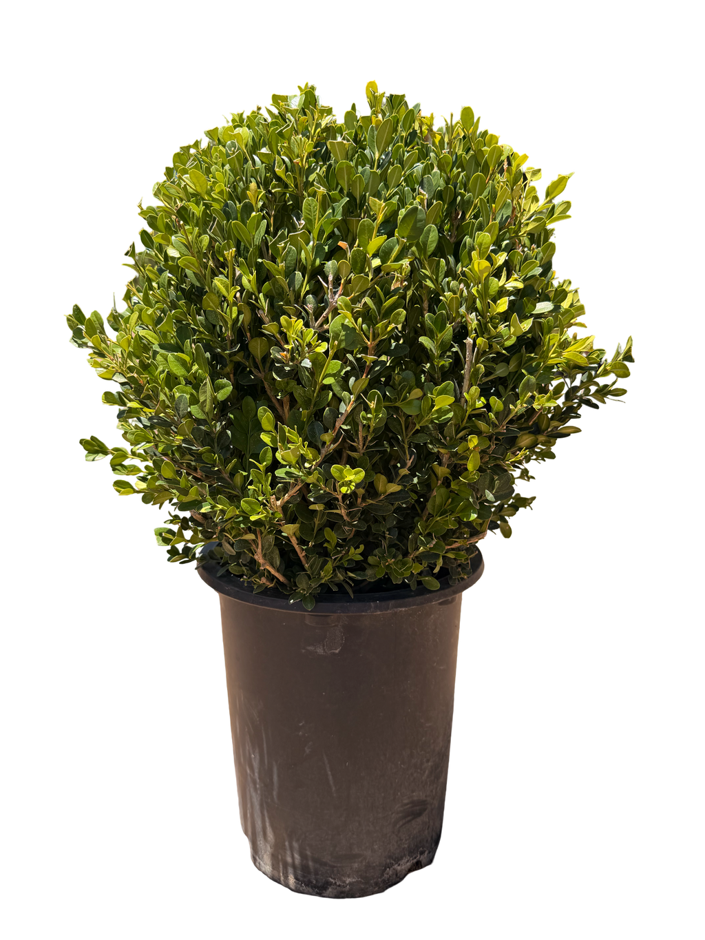 Boxwood Globe 'Winter Gem' (5 Gallon)