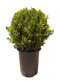 Boxwood Globe 'Winter Gem' (5 Gallon)