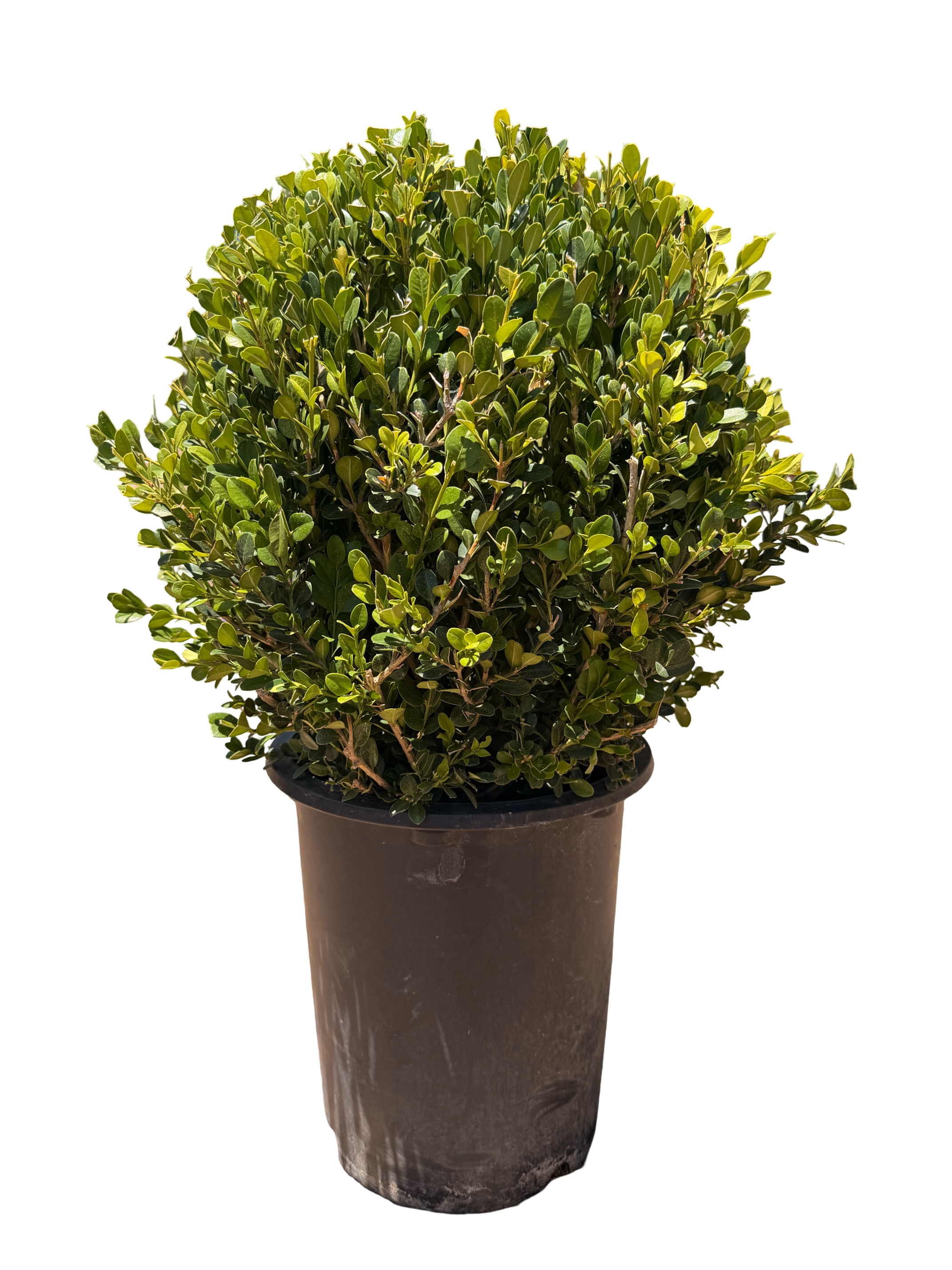 Boxwood Globe 'Winter Gem' (5 Gallon)