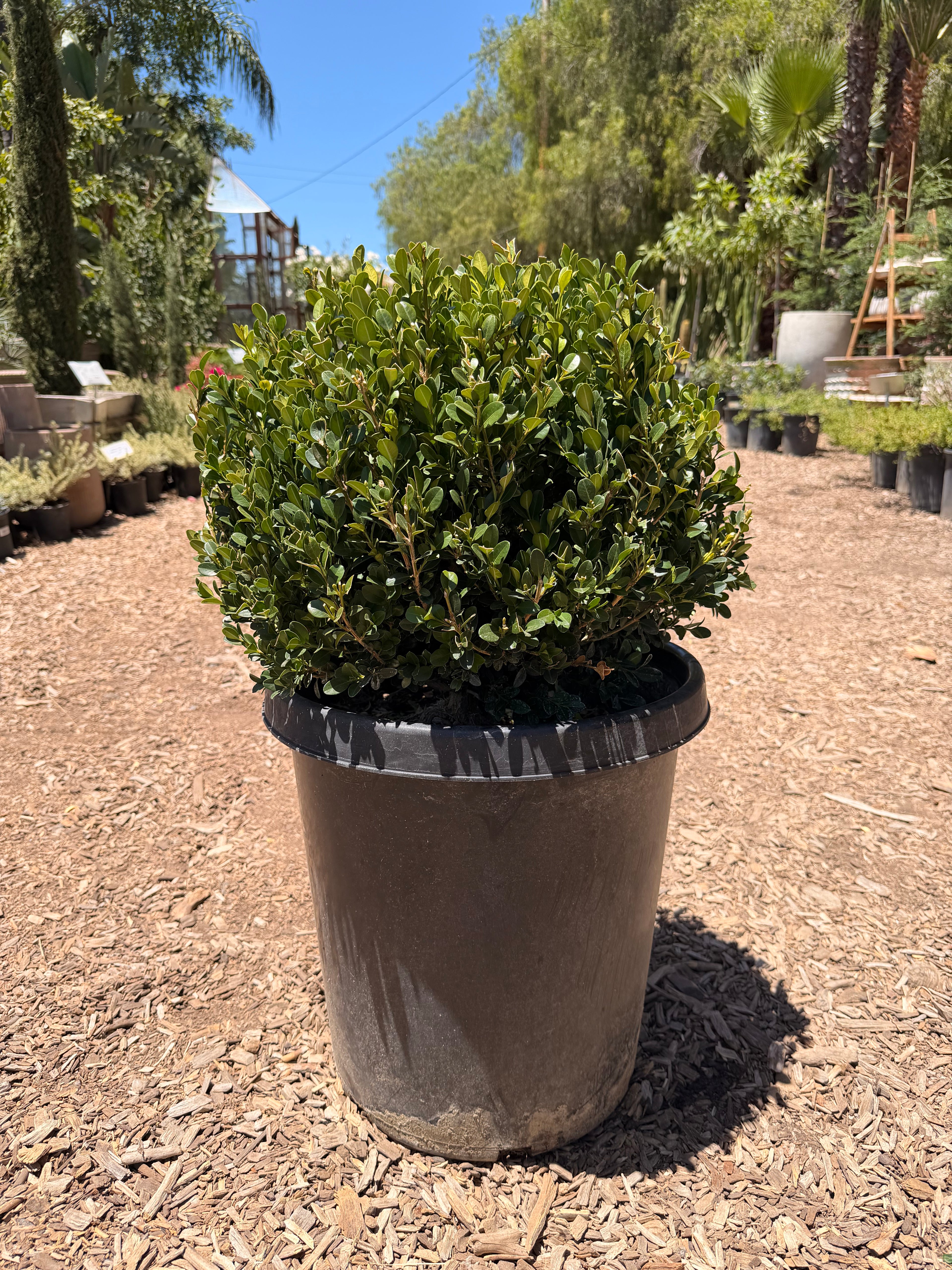 Boxwood Globe 'Winter Gem' (15 Gallon)