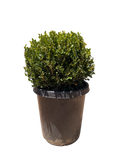 Boxwood Globe 'Winter Gem' (15 Gallon)