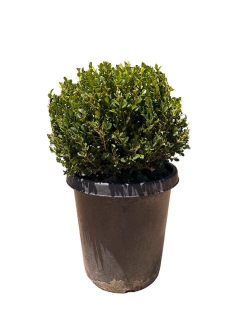Boxwood Globe 'Winter Gem' (15 Gallon)