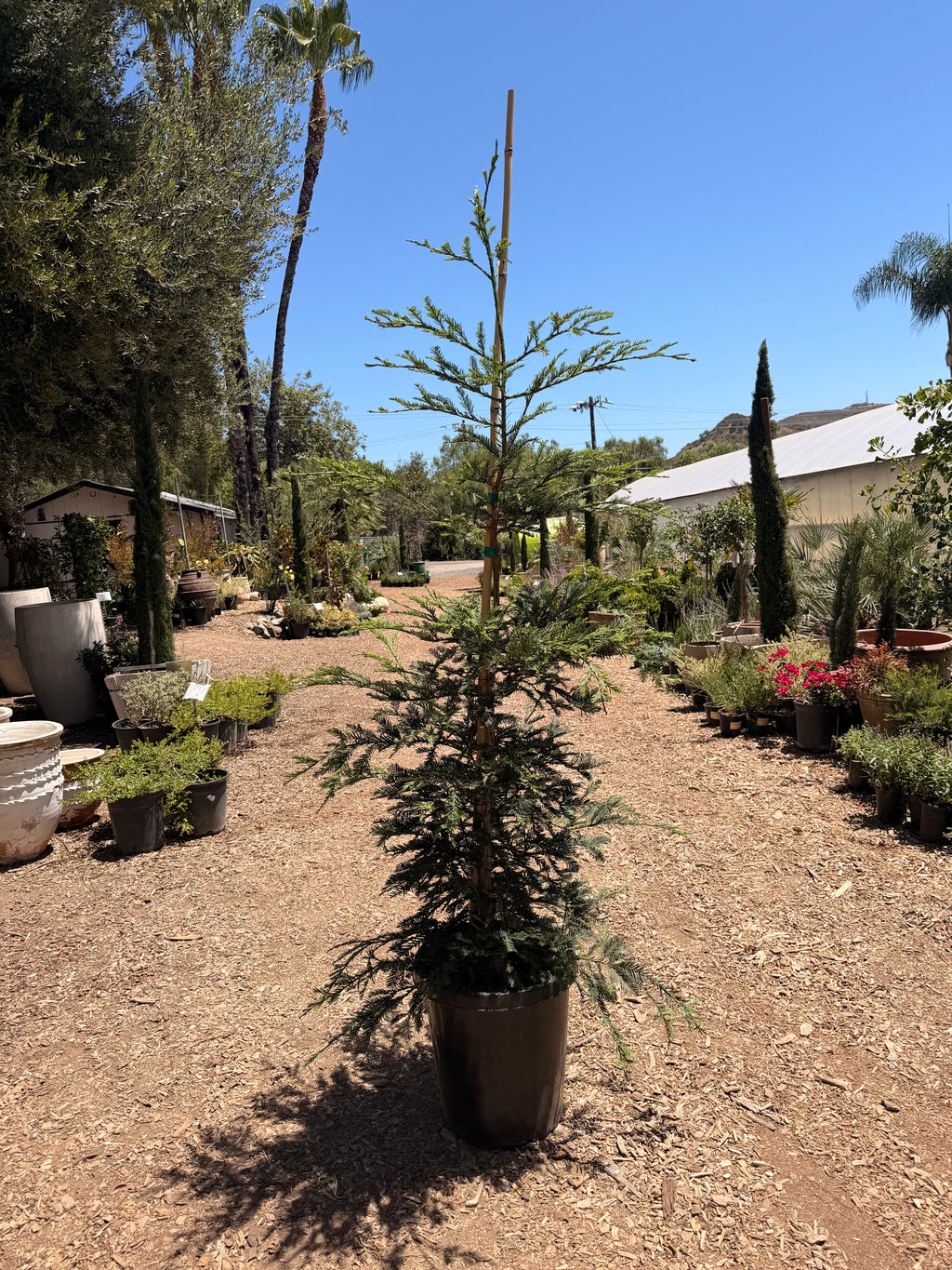 Redwood 'Aptos Blue Coast' (15 Gallon)