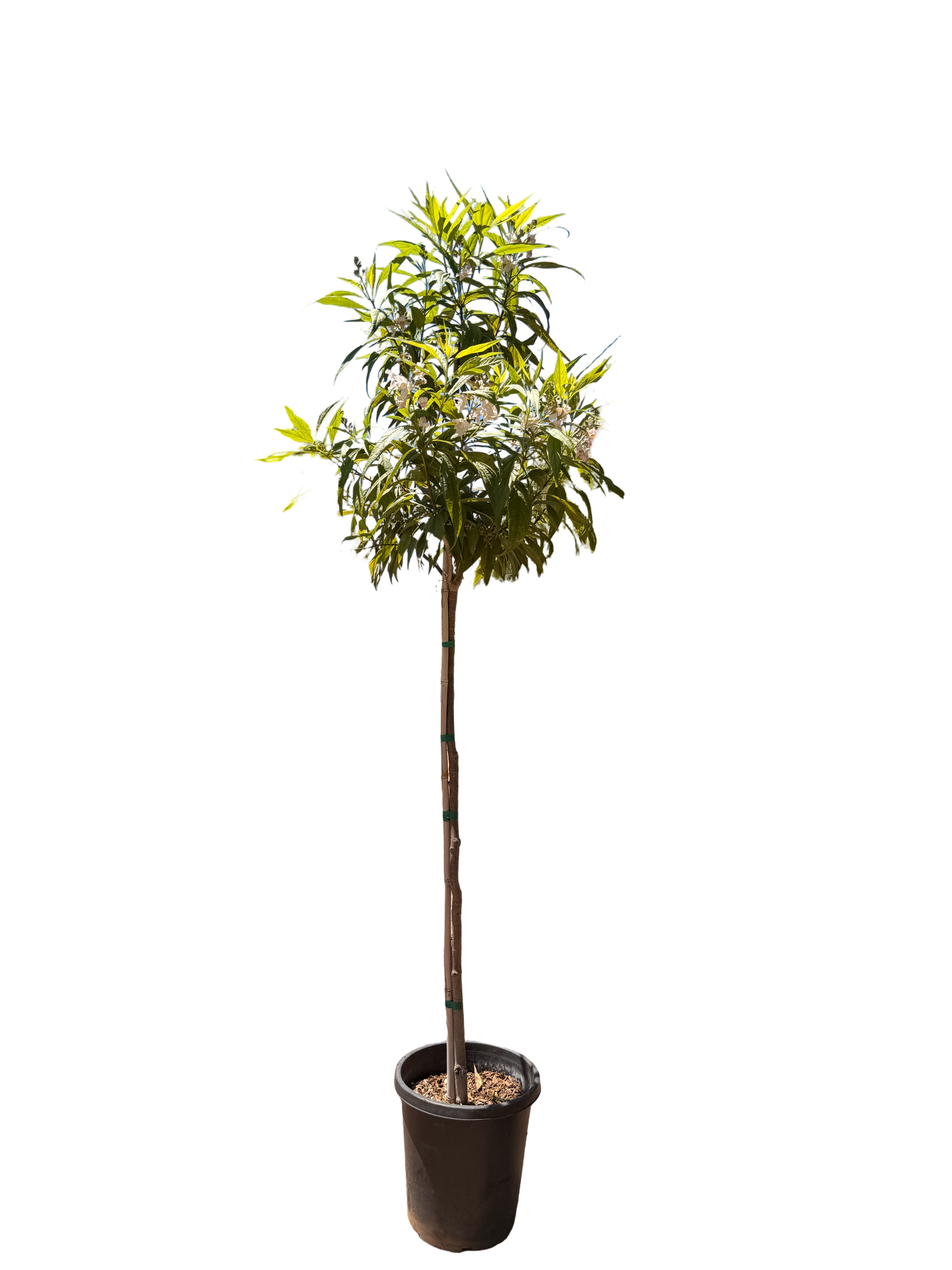 Chitalpa Tashkentensis 'Pink Dawn' (15 Gallon)