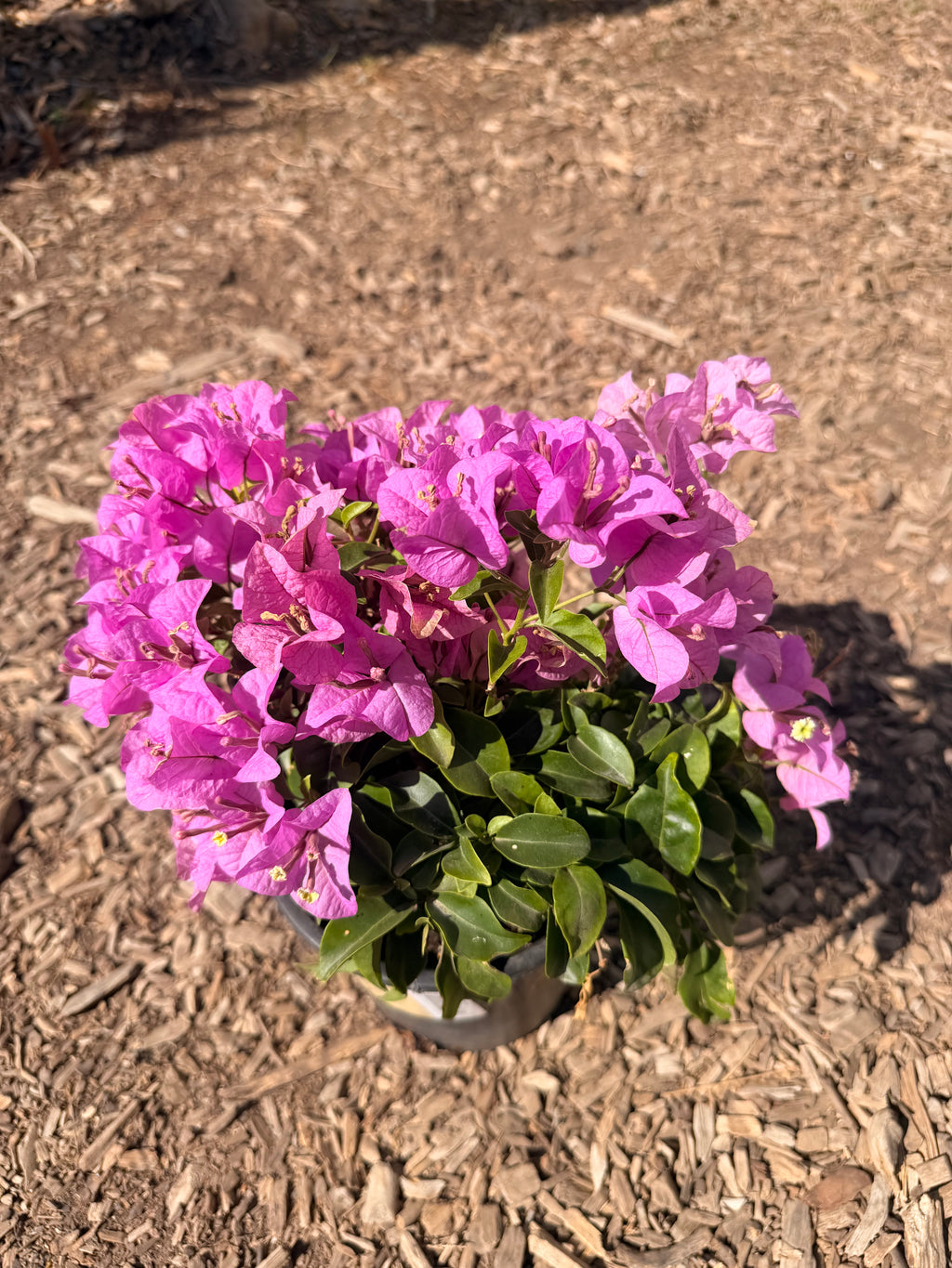 Bougainvillea BAMBINO® Lilac (1 Gallon)
