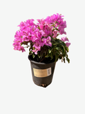 Bougainvillea BAMBINO® Lilac (1 Gallon)
