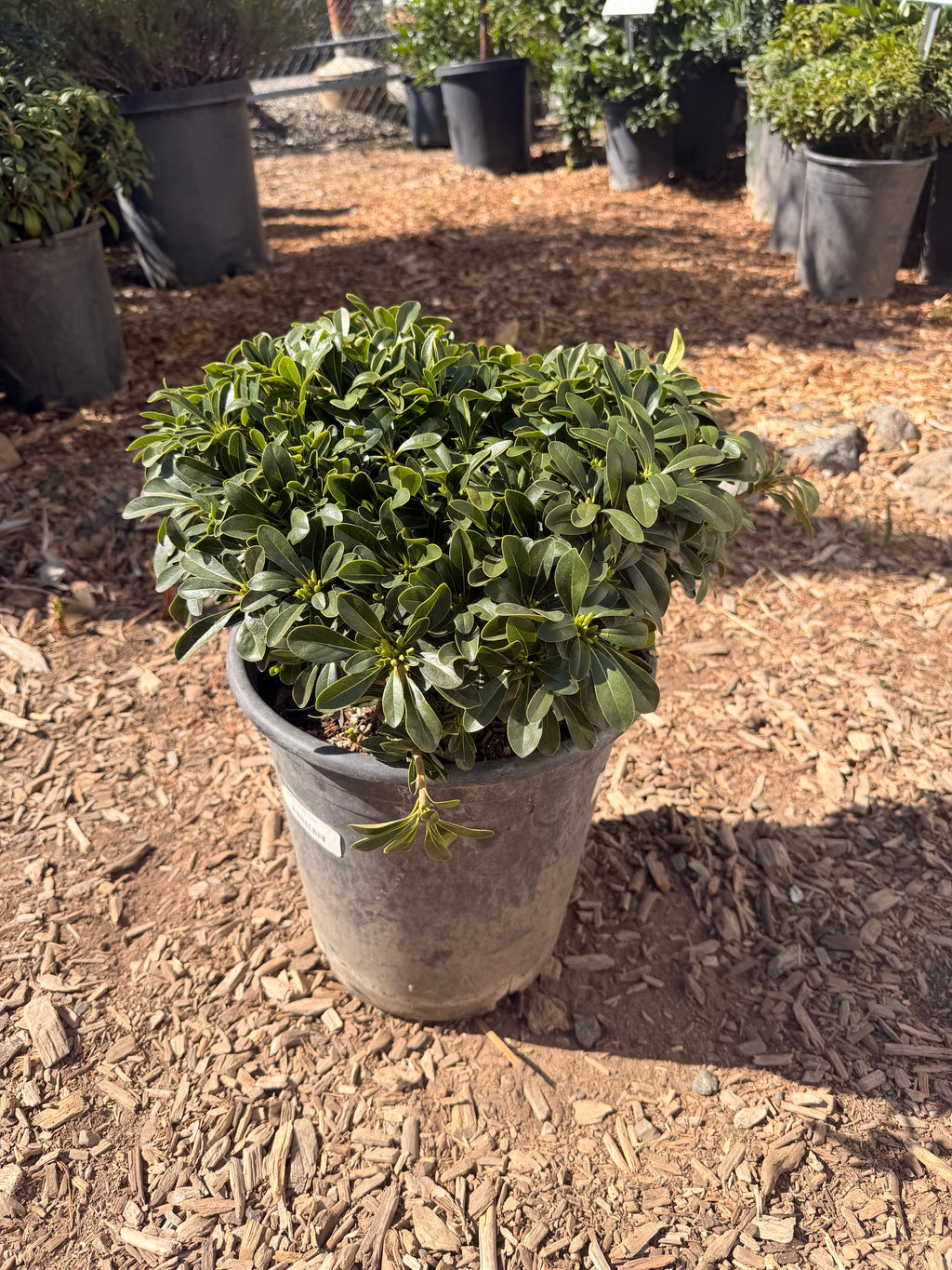 Pittosporum 'Wheeler's Dwarf' torbria wheelerii (5 Gallon)