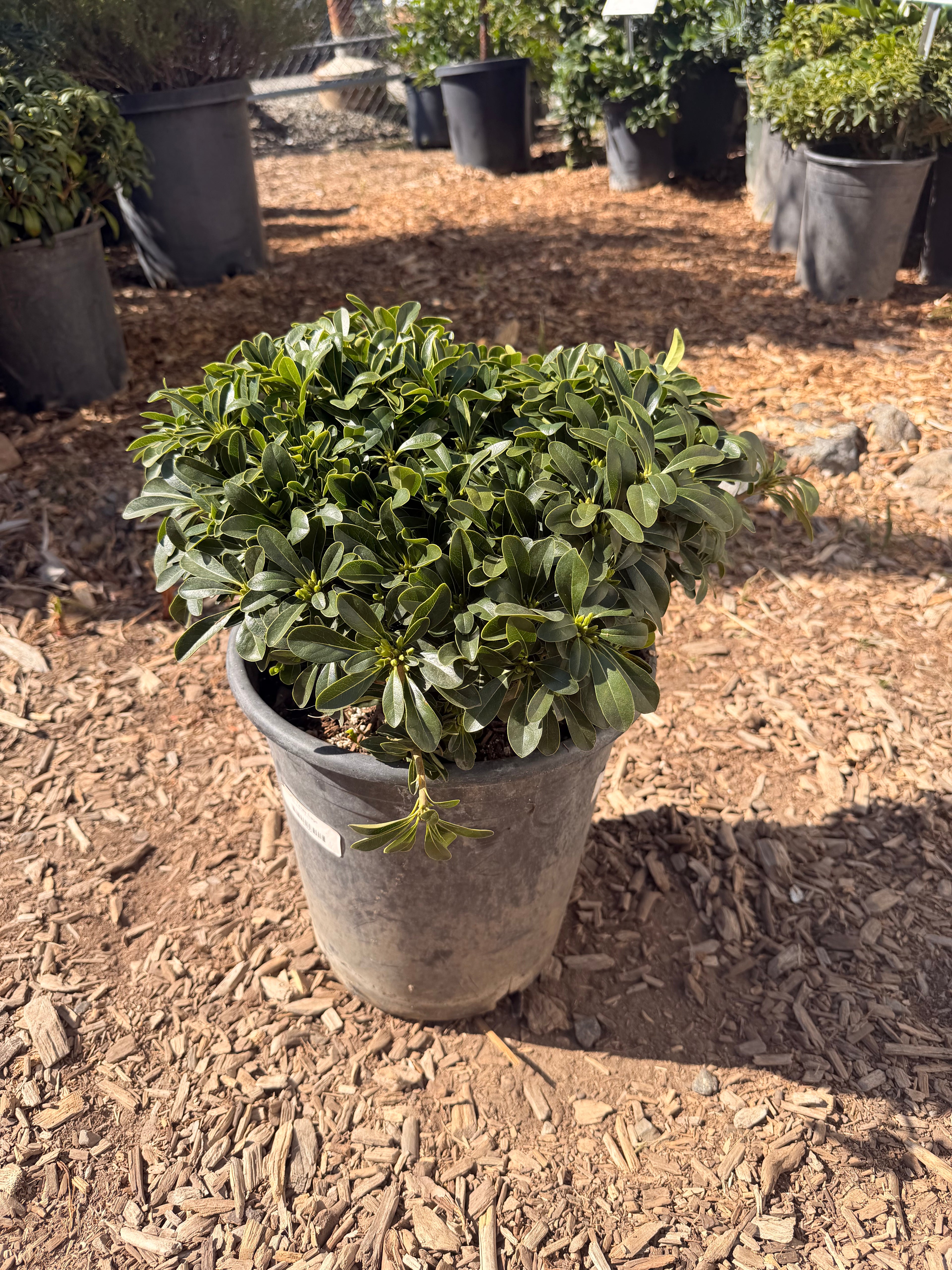 Pittosporum 'Wheeler's Dwarf' torbria wheelerii (5 Gallon)