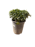Pittosporum 'Wheeler's Dwarf' torbria wheelerii (5 Gallon)