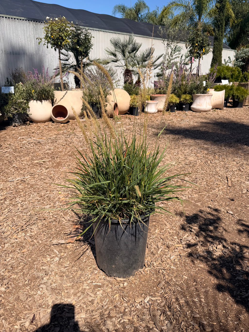 Pennisetum Orientale 'Fairy Tales' (5 Gallon)