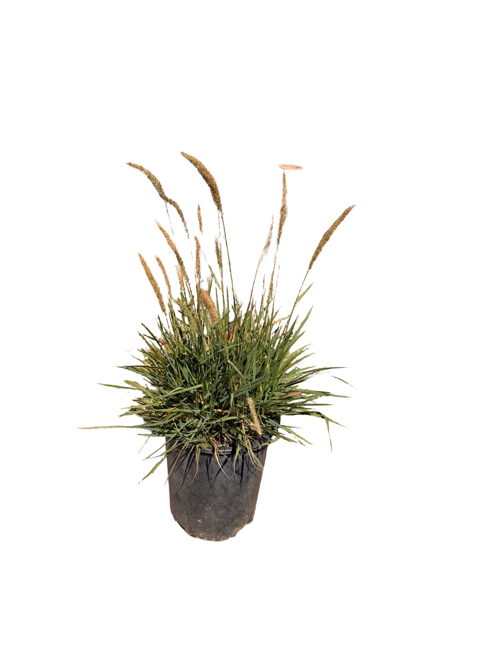 Pennisetum Orientale 'Fairy Tales' (5 Gallon)
