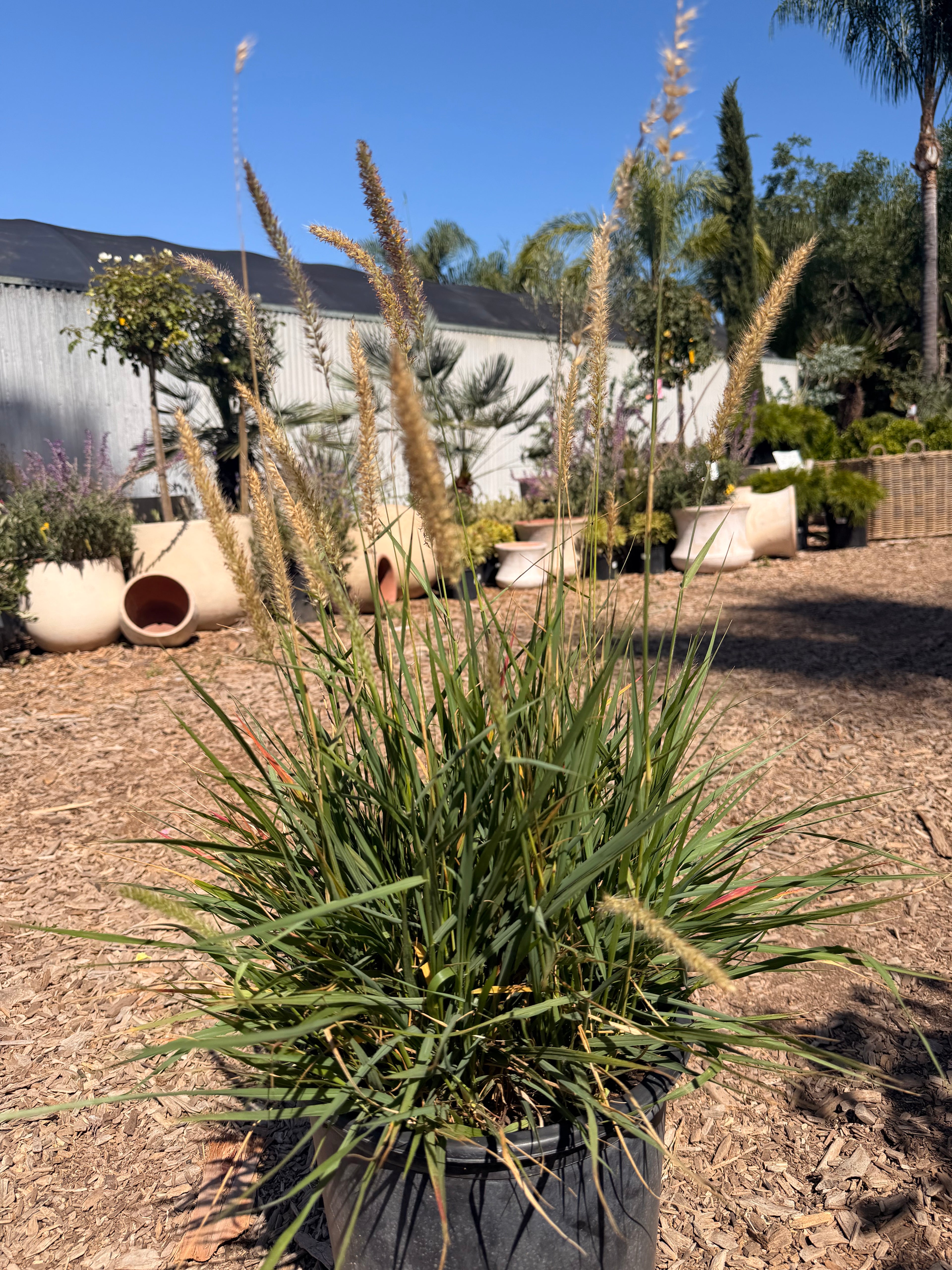 Pennisetum Orientale 'Fairy Tales' (5 Gallon)