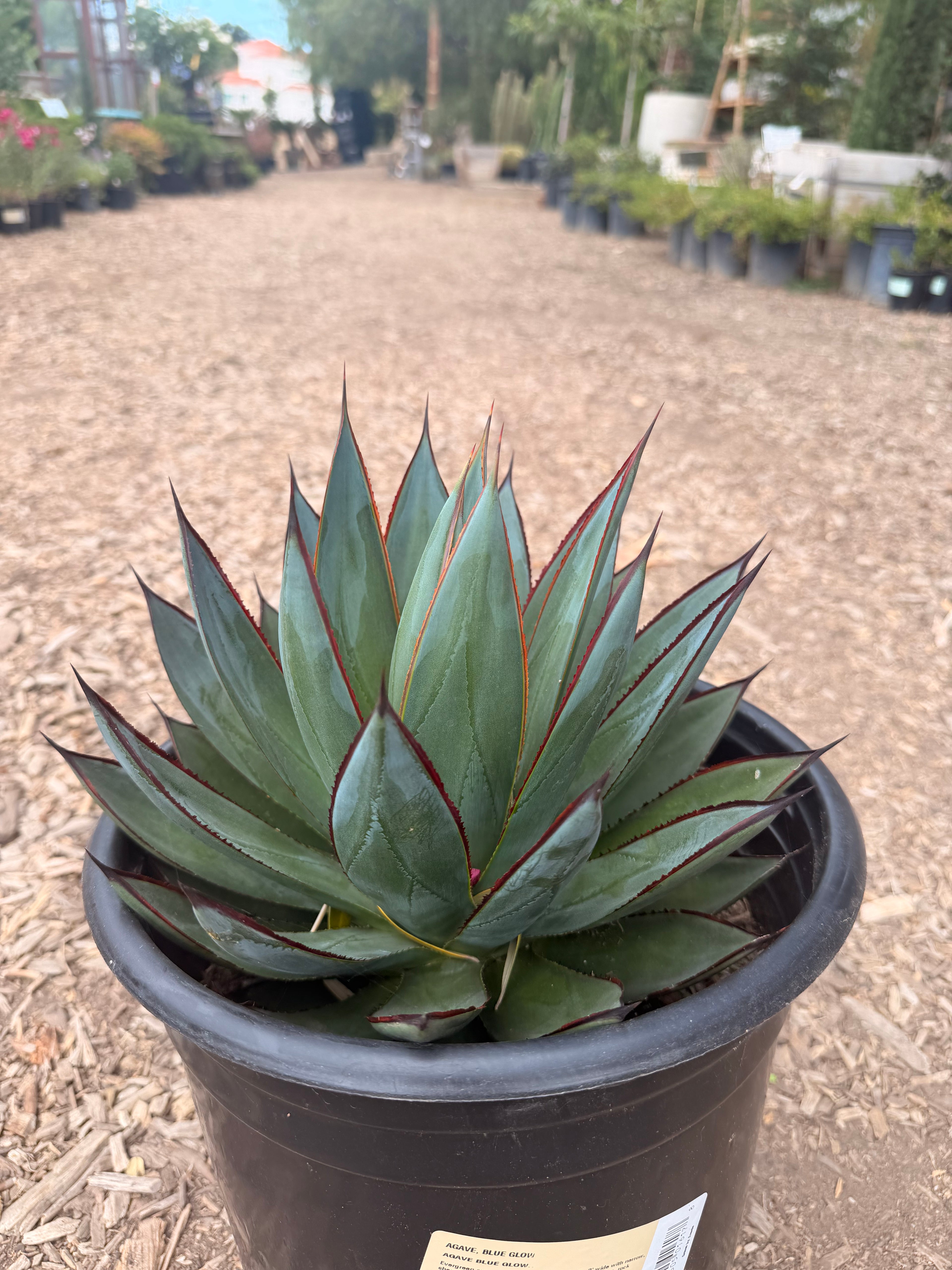 Agave 'Blue Glow' (5 Gallon)