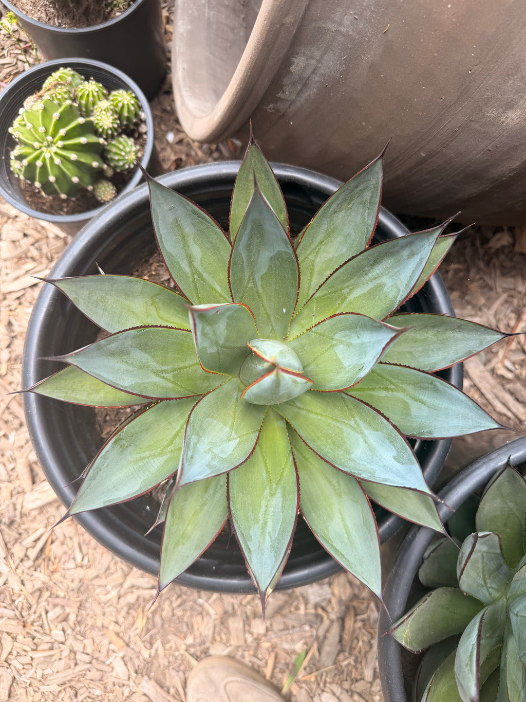 Agave 'Blue Glow' (5 Gallon)