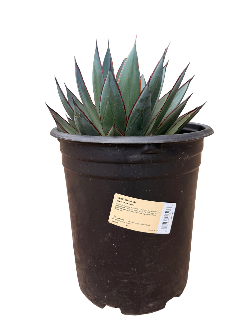 Agave 'Blue Glow' (5 Gallon)