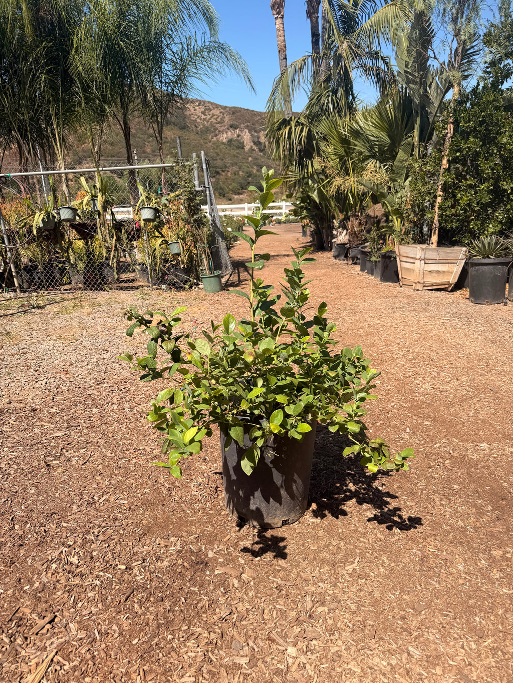 Jewel Southern Highbush Blueberry (7 Gallon)