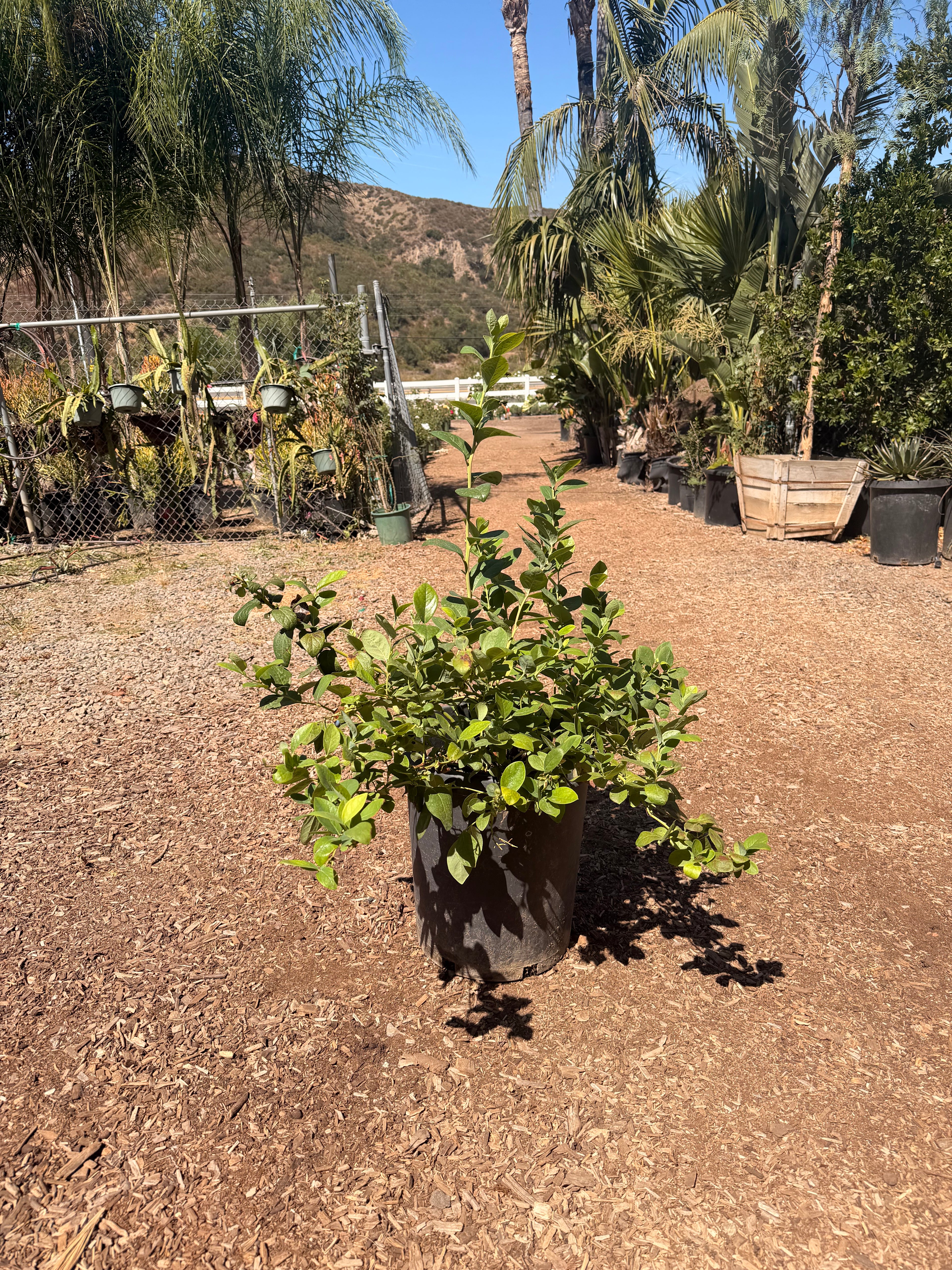 Jewel Southern Highbush Blueberry (7 Gallon)
