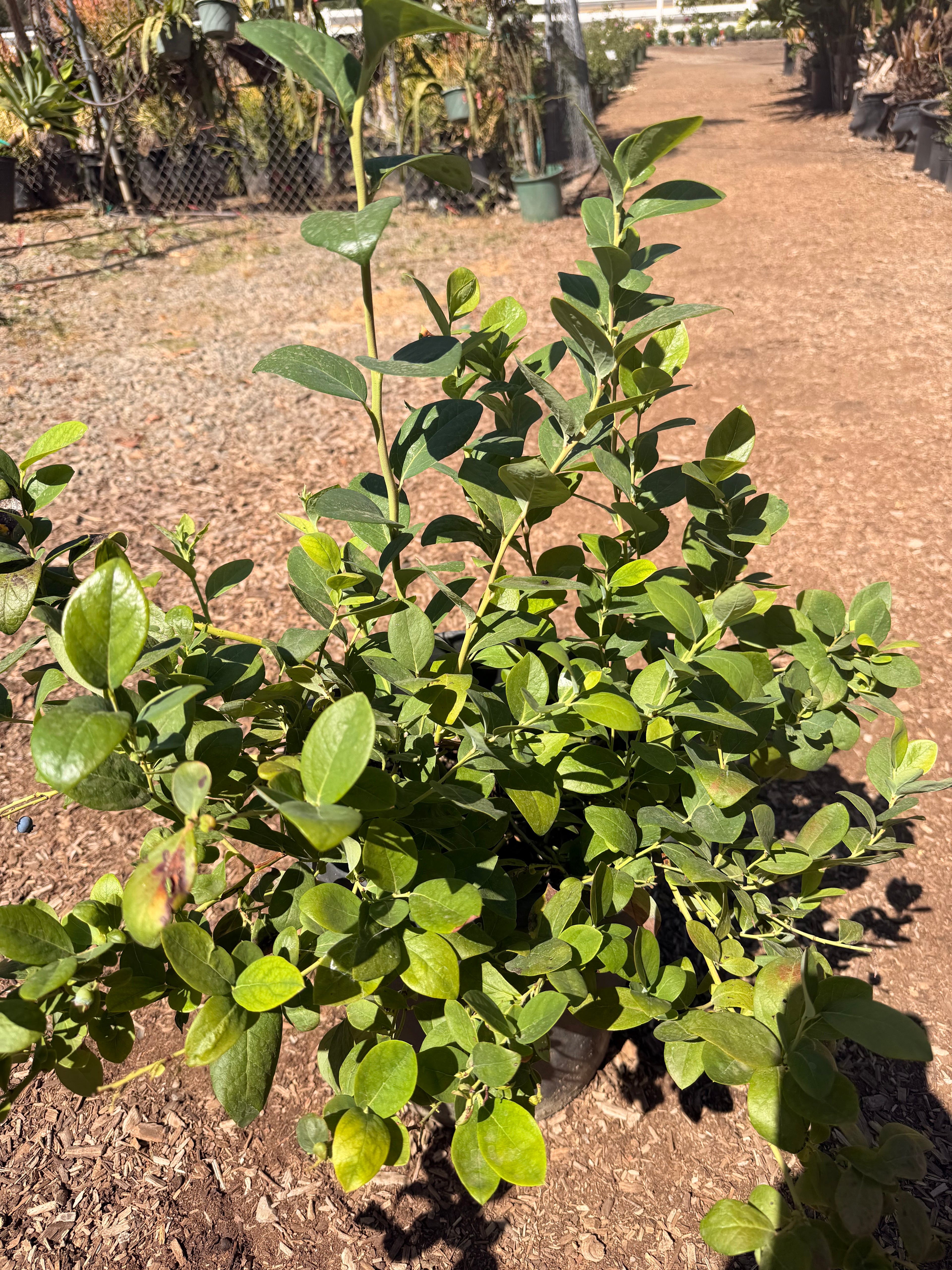 Jewel Southern Highbush Blueberry (7 Gallon)