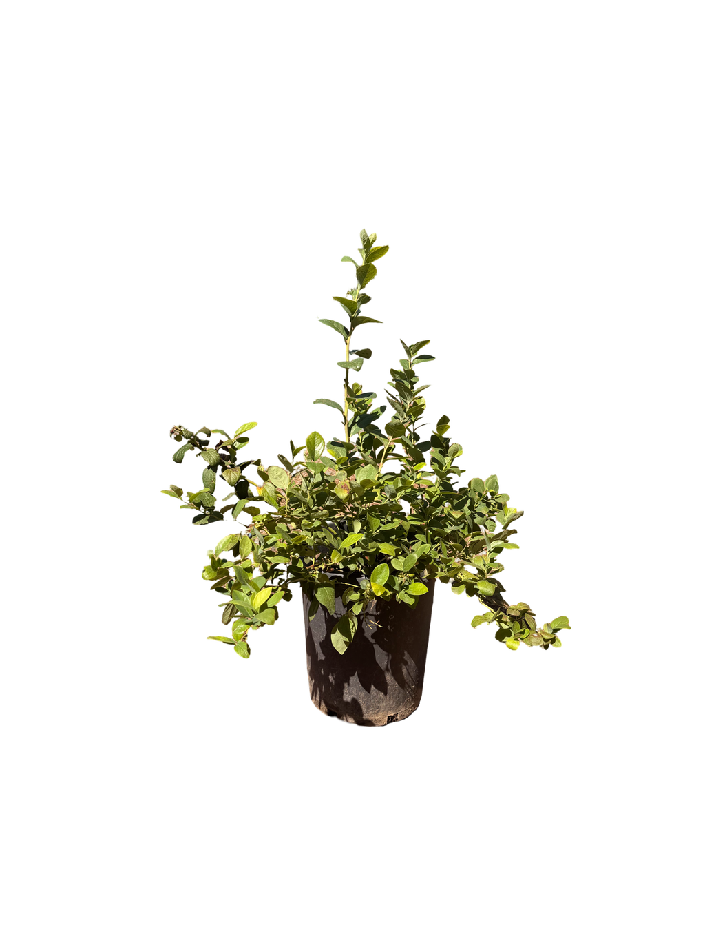 Jewel Southern Highbush Blueberry (7 Gallon)